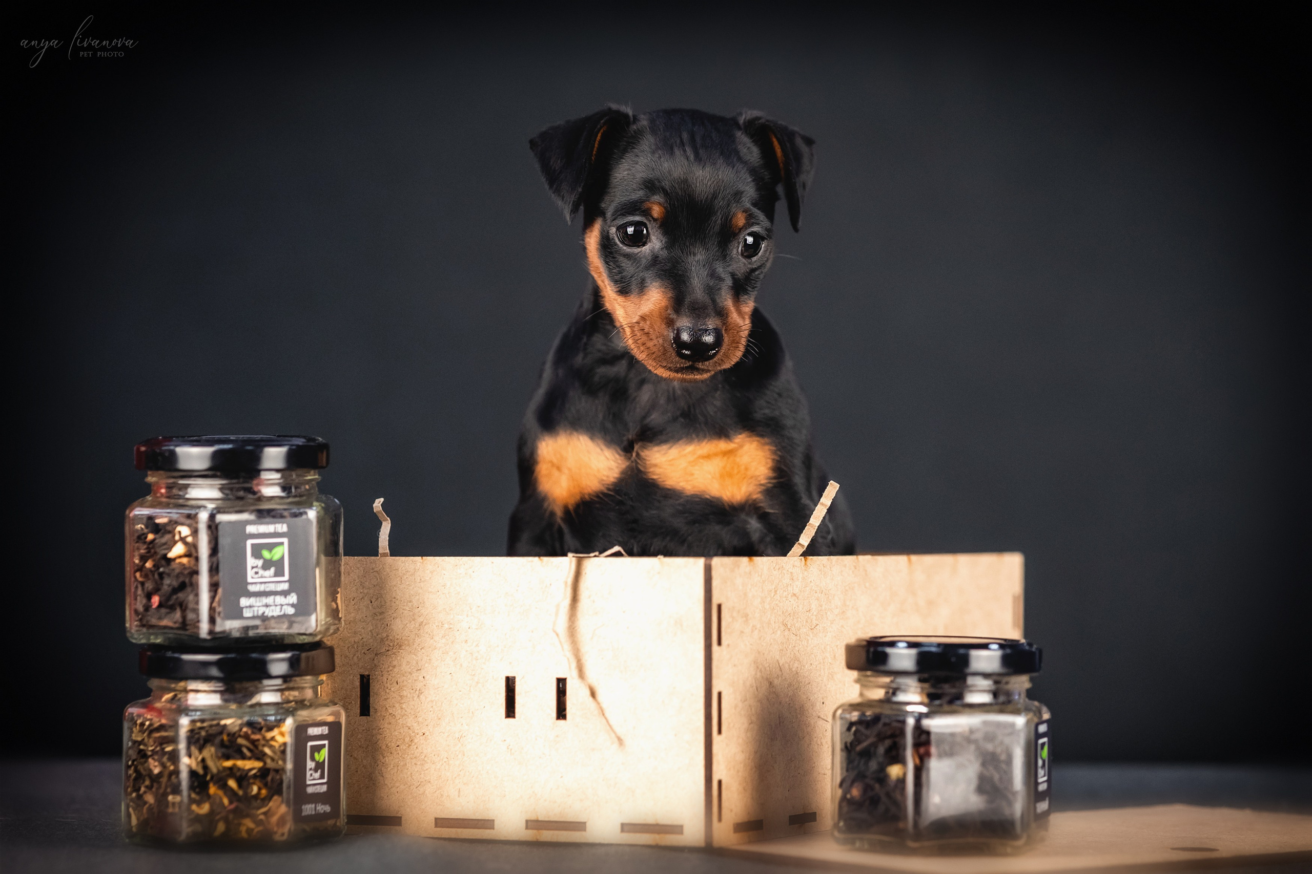 Пинчер. Фотограф анималист Аня Ливанова | Рыбинск