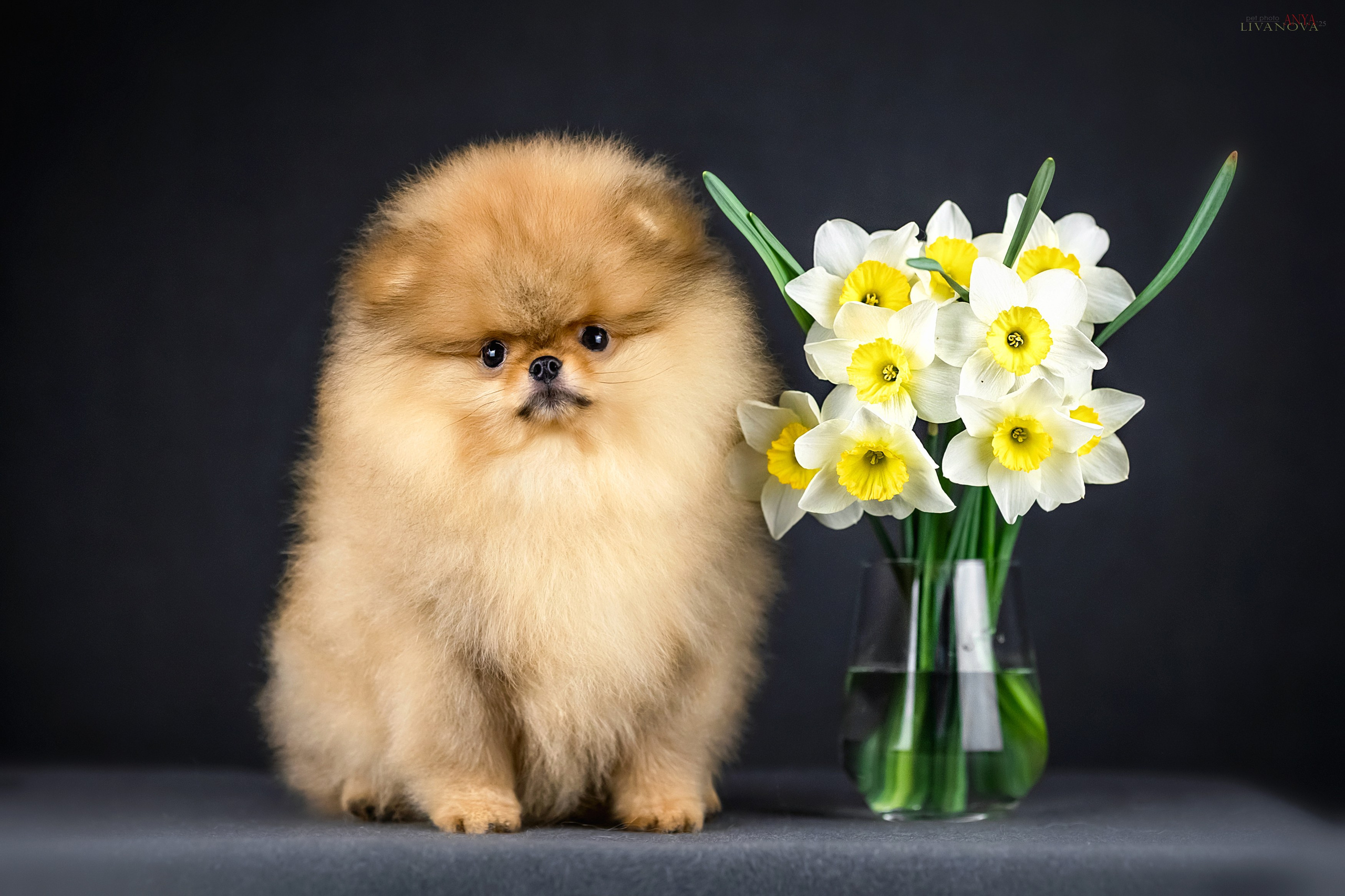 Шпицы. Фотограф анималист Аня Ливанова | Рыбинск