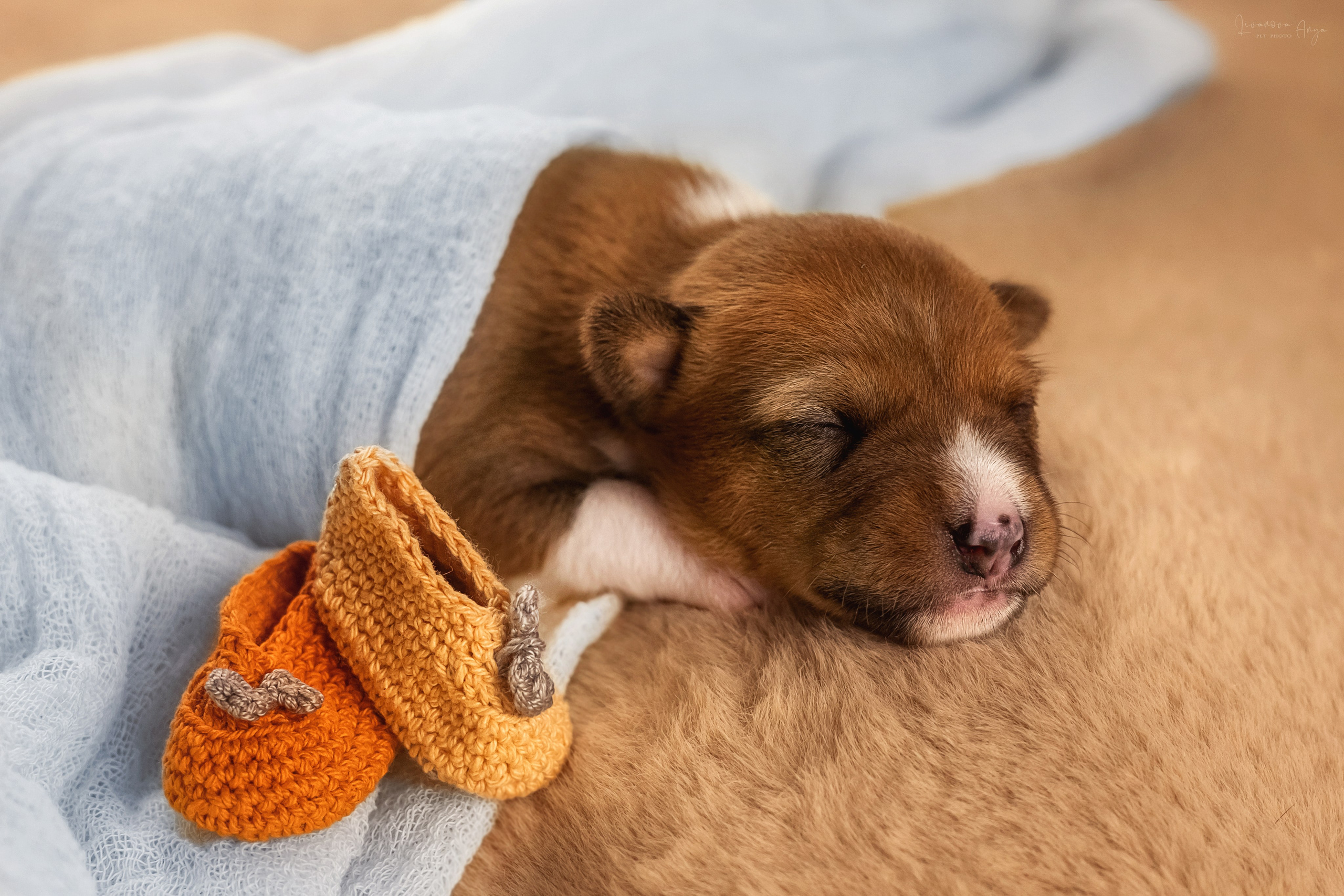 Басеньки. Фотограф анималист Аня Ливанова | Рыбинск