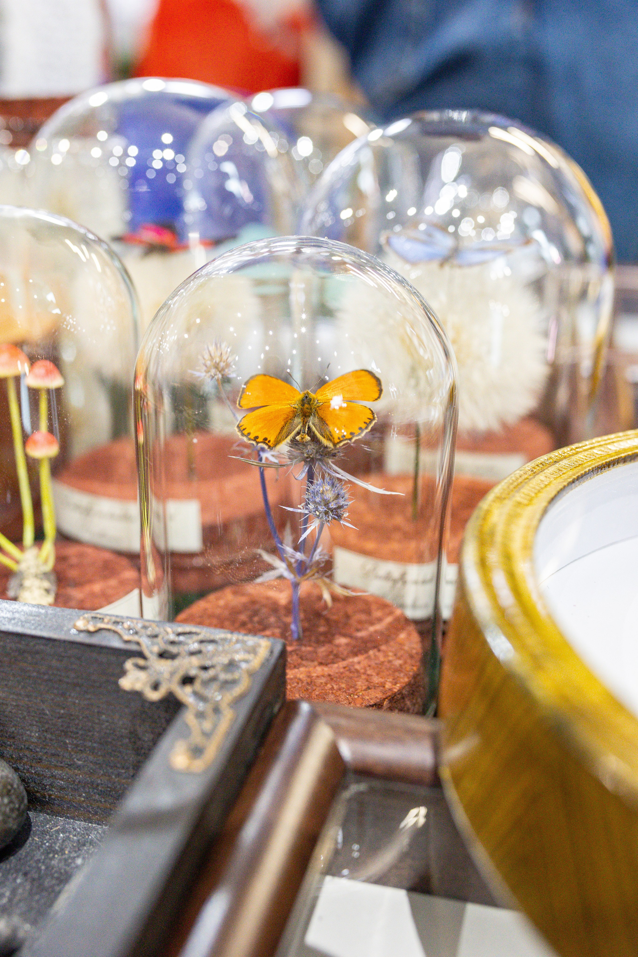 Орхидиум май 2025. Александра Куликова фотограф, Москва