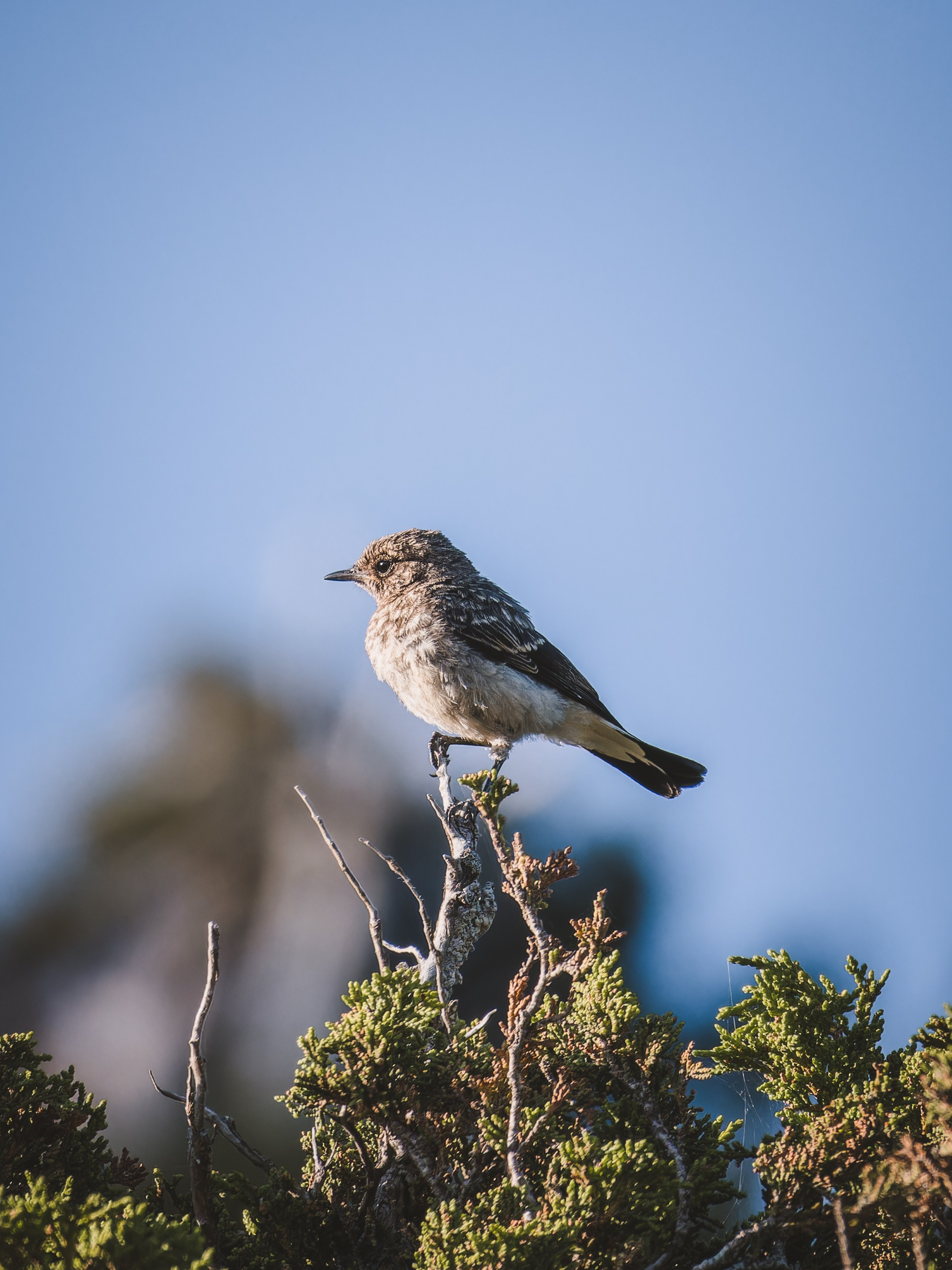 Cyprus 2023. Anton Chernov | Wildlife photographer