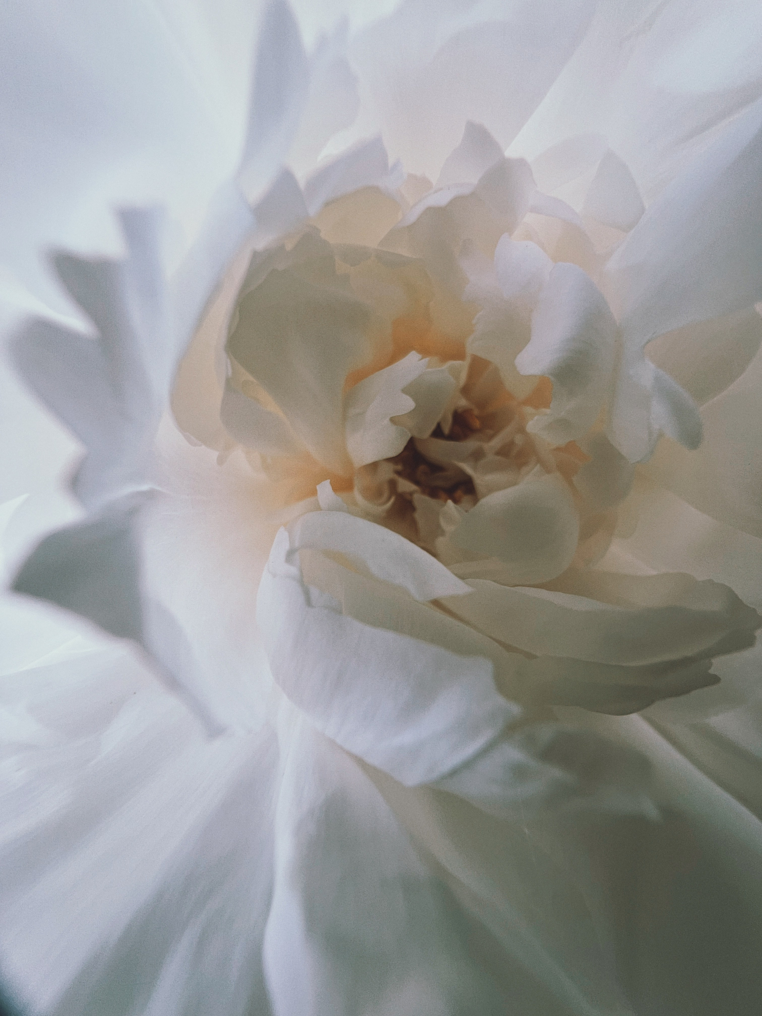 Flower song. Юля Ф