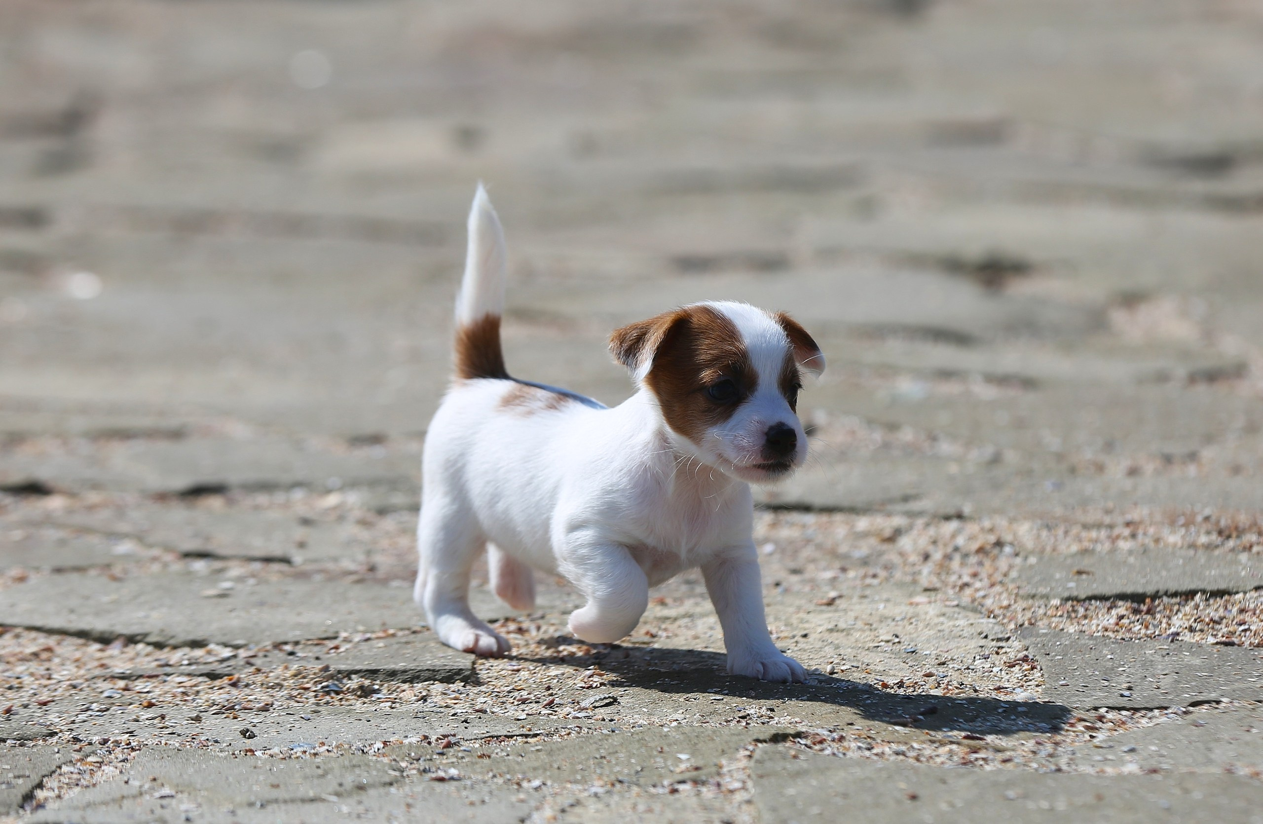 Общий альбом. Lovely-Orange питомник джек рассел терьеров