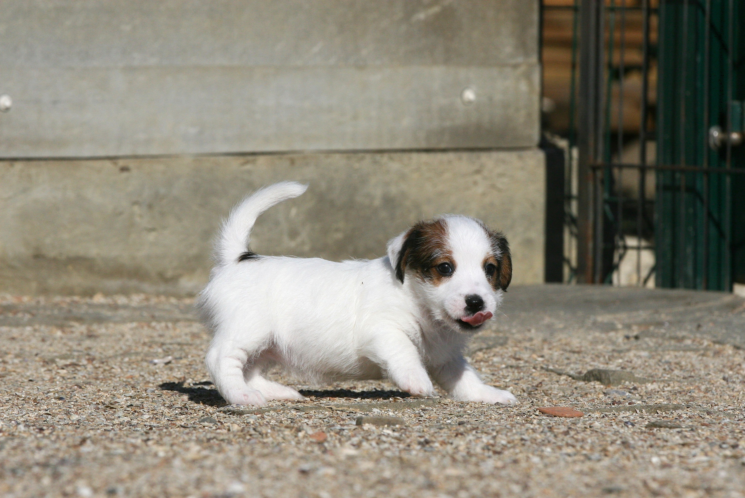 Female 1 brocken not available at this moment. Lovely-Orange питомник джек рассел терьеров