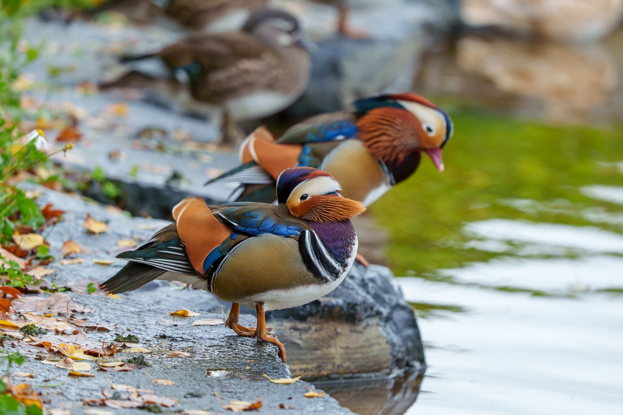 Удивительные мир птиц. Вокруг нас столько прекрасного — присмотритесь!. Ваш личный фотограф Марина Волкова