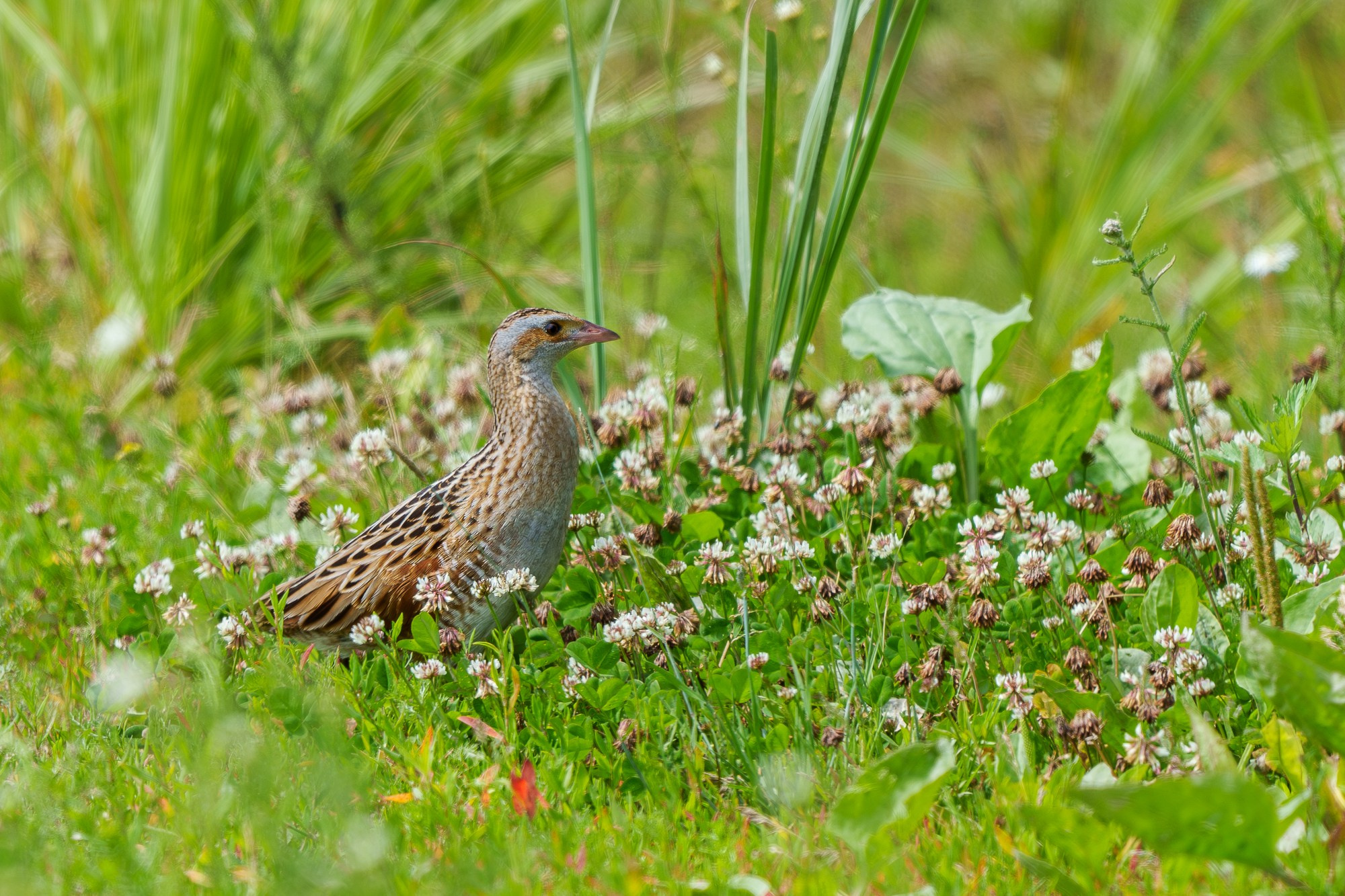 Удивительные мир птиц. Вокруг нас столько прекрасного — присмотритесь!. Ваш личный фотограф Марина Волкова