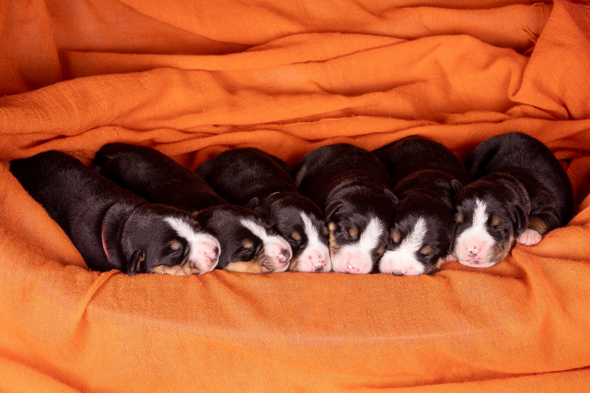 Фотосъёмки щенков. Фотограф-анималист Natalia Deingel | Фотосъемка собак в Москве