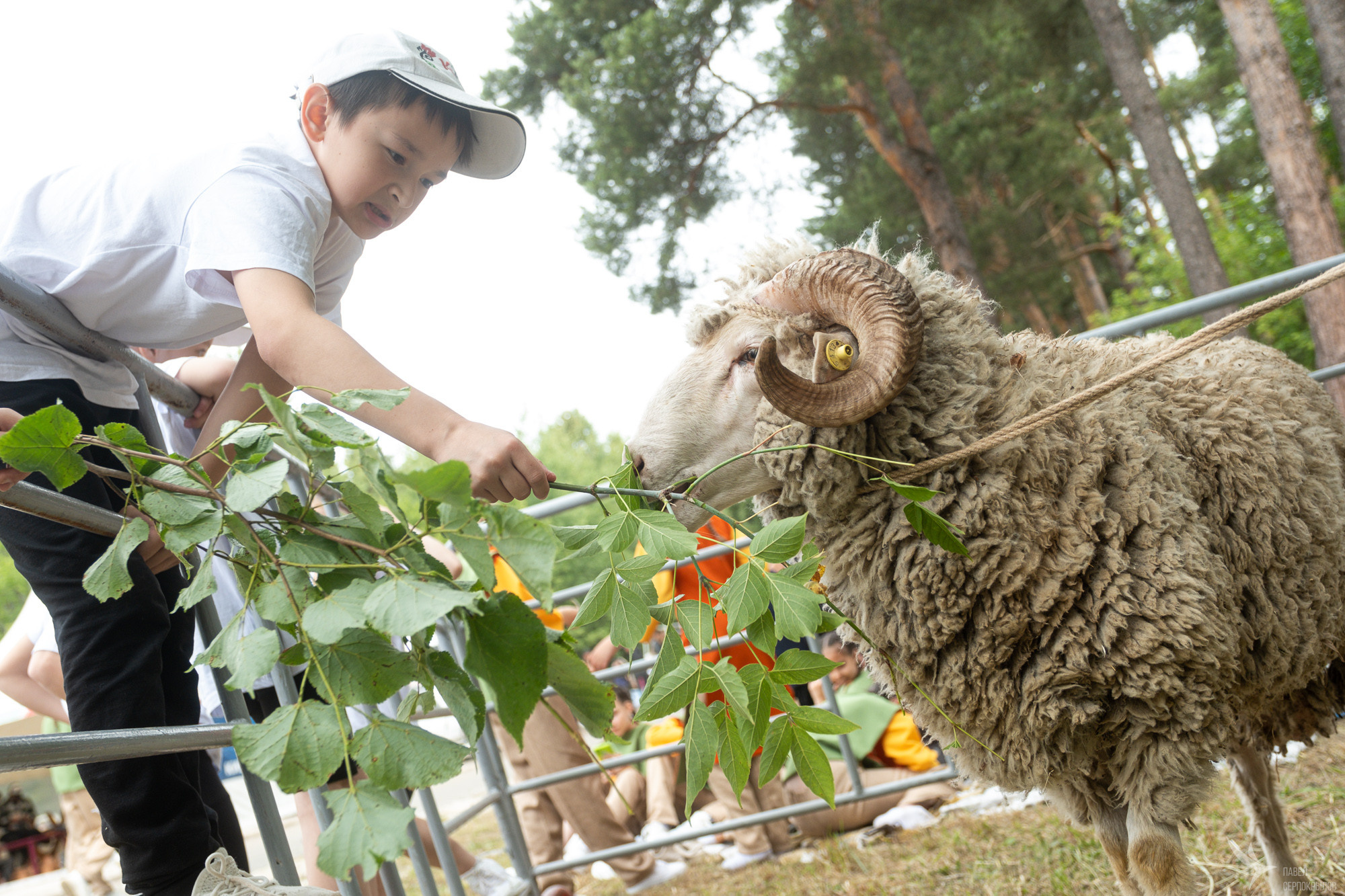 Сабантуй 2023 в Мирном. Репортажный фотограф в Казани Павел Серпокрылов