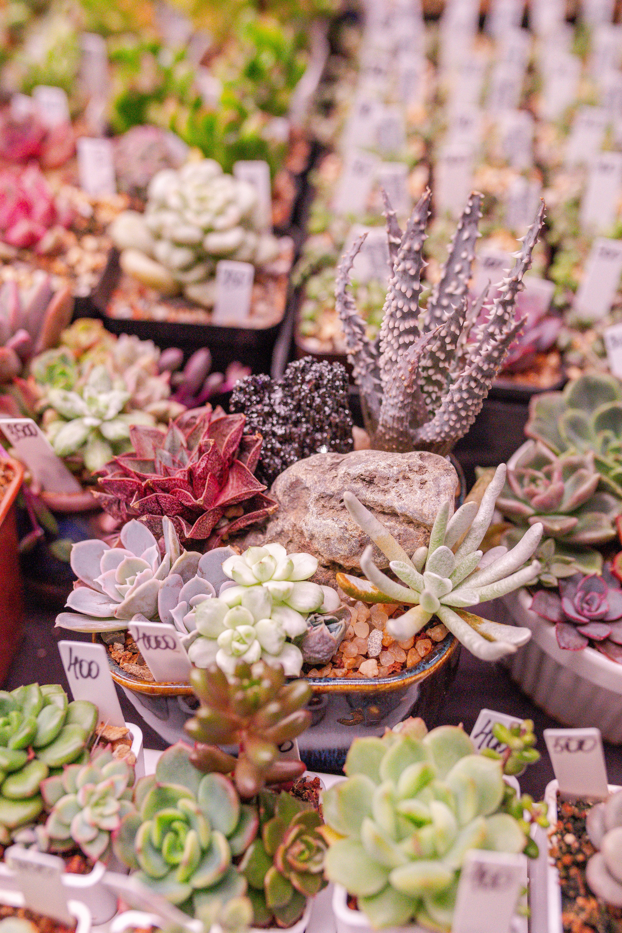 Орхидиум 12.2025. Александра Куликова фотограф, Москва