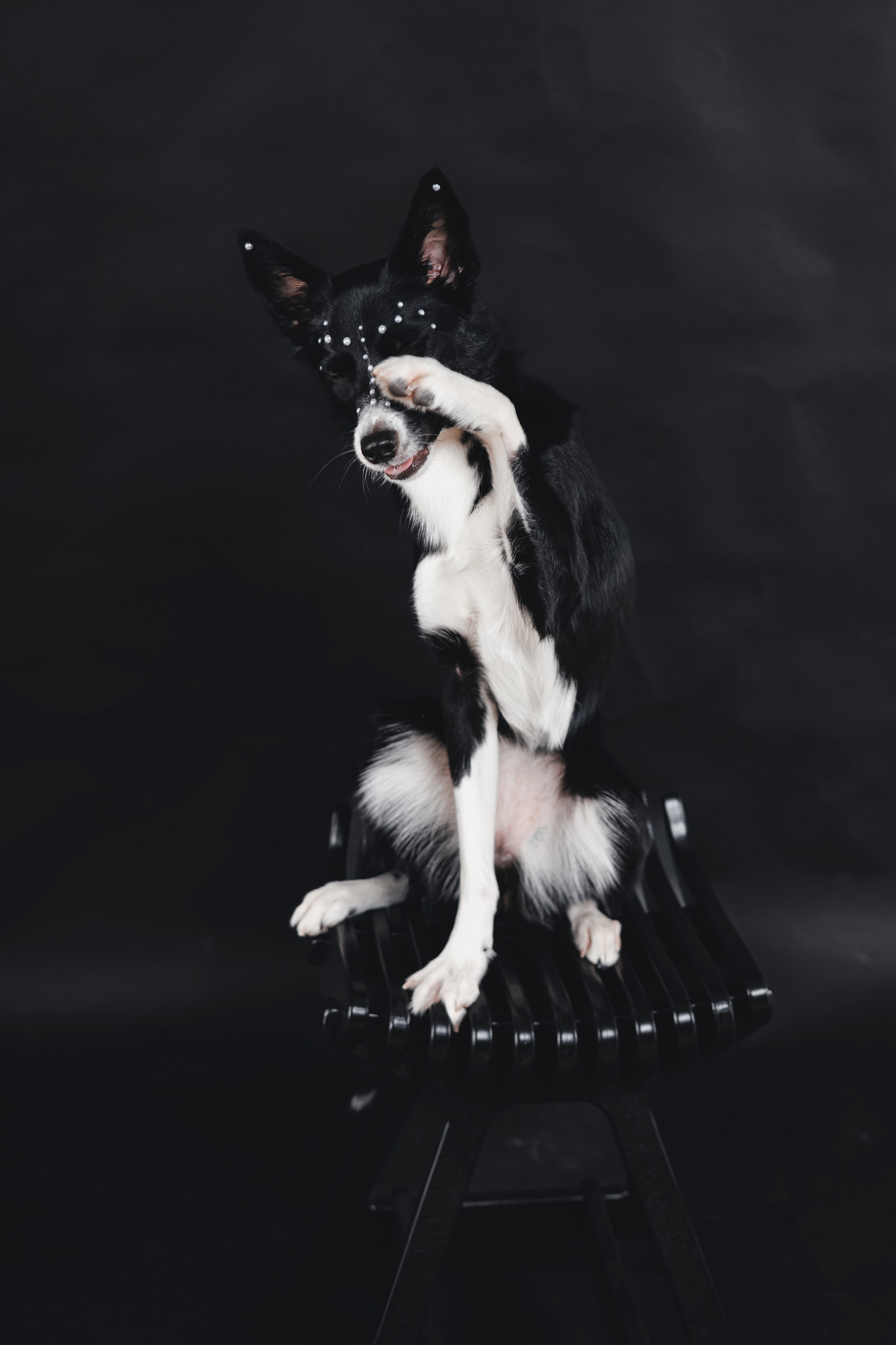 Рей в студии. Фотограф — анималист Владивосток, Алина