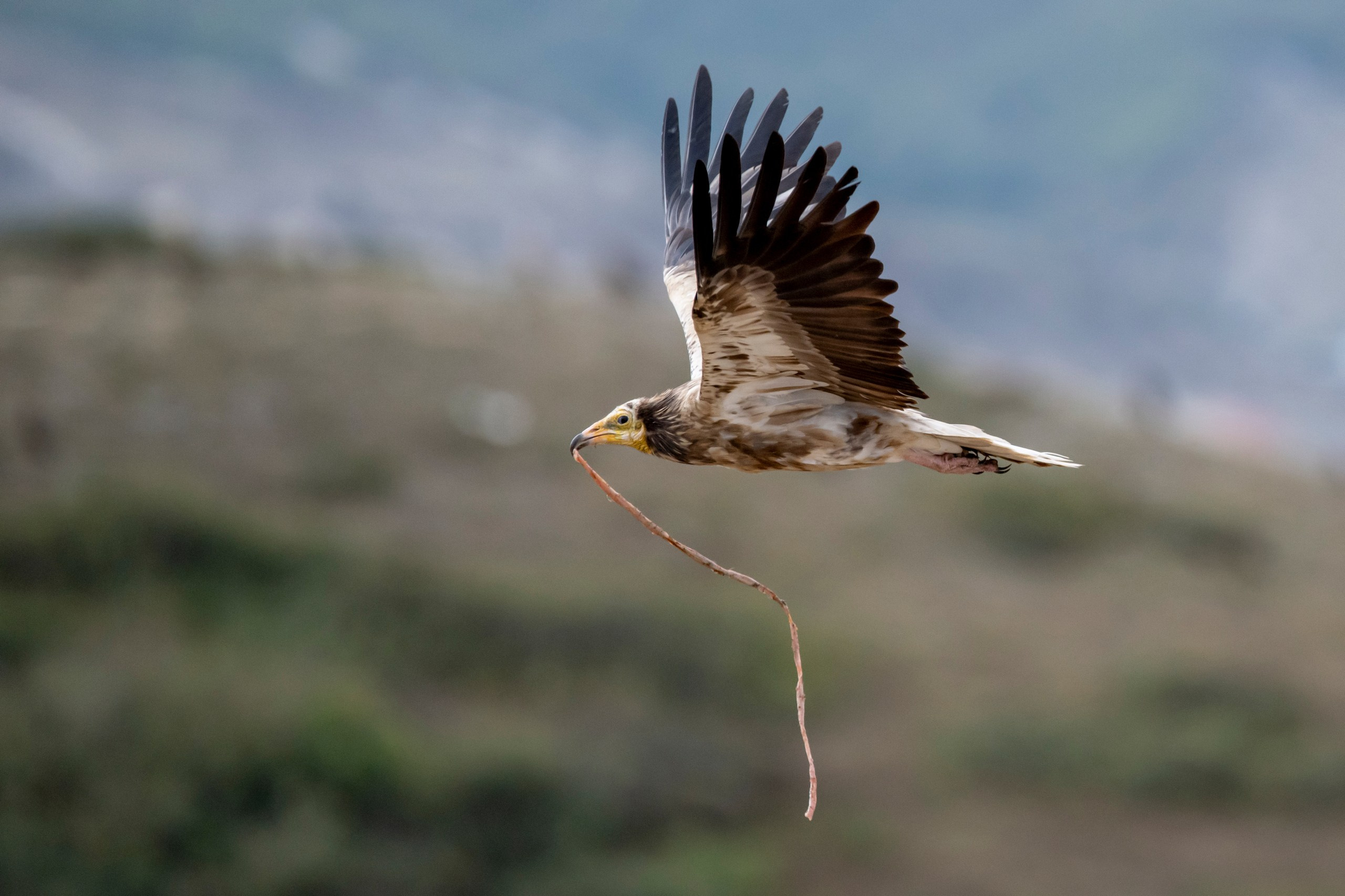 Природа Дагестана, сентябрь 2024. Foto-Zuev фотография как искусство