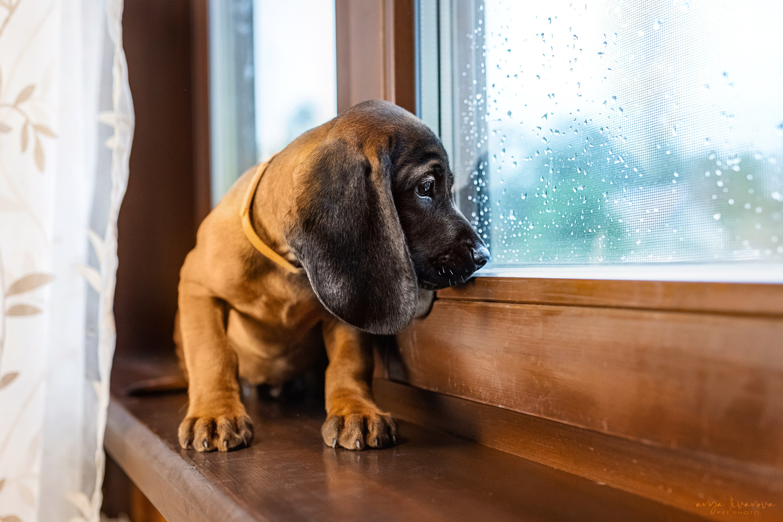 Баварцы. Фотограф анималист Аня Ливанова | Рыбинск