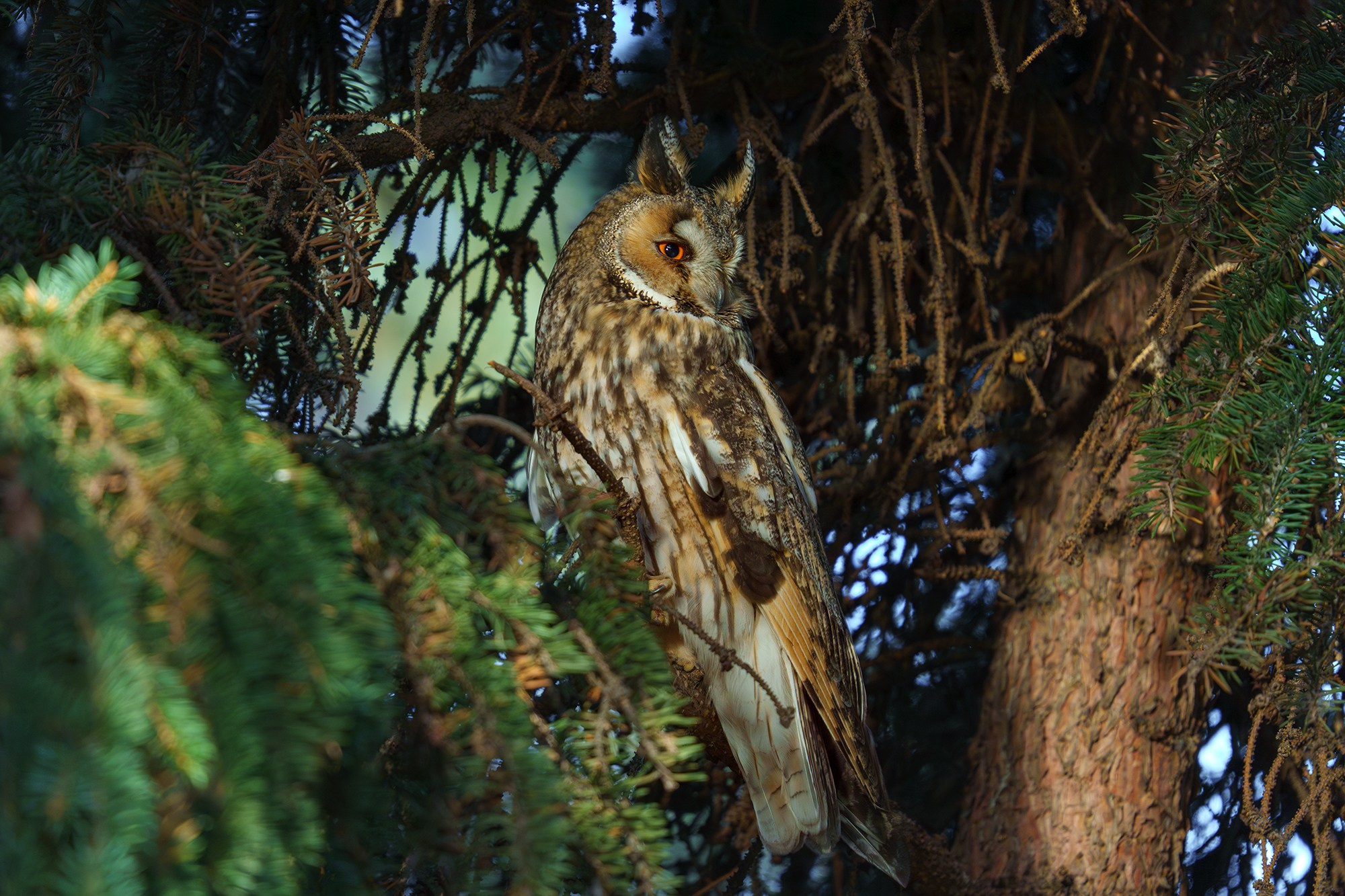 Удивительные мир птиц. Вокруг нас столько прекрасного — присмотритесь!. Ваш личный фотограф Марина Волкова