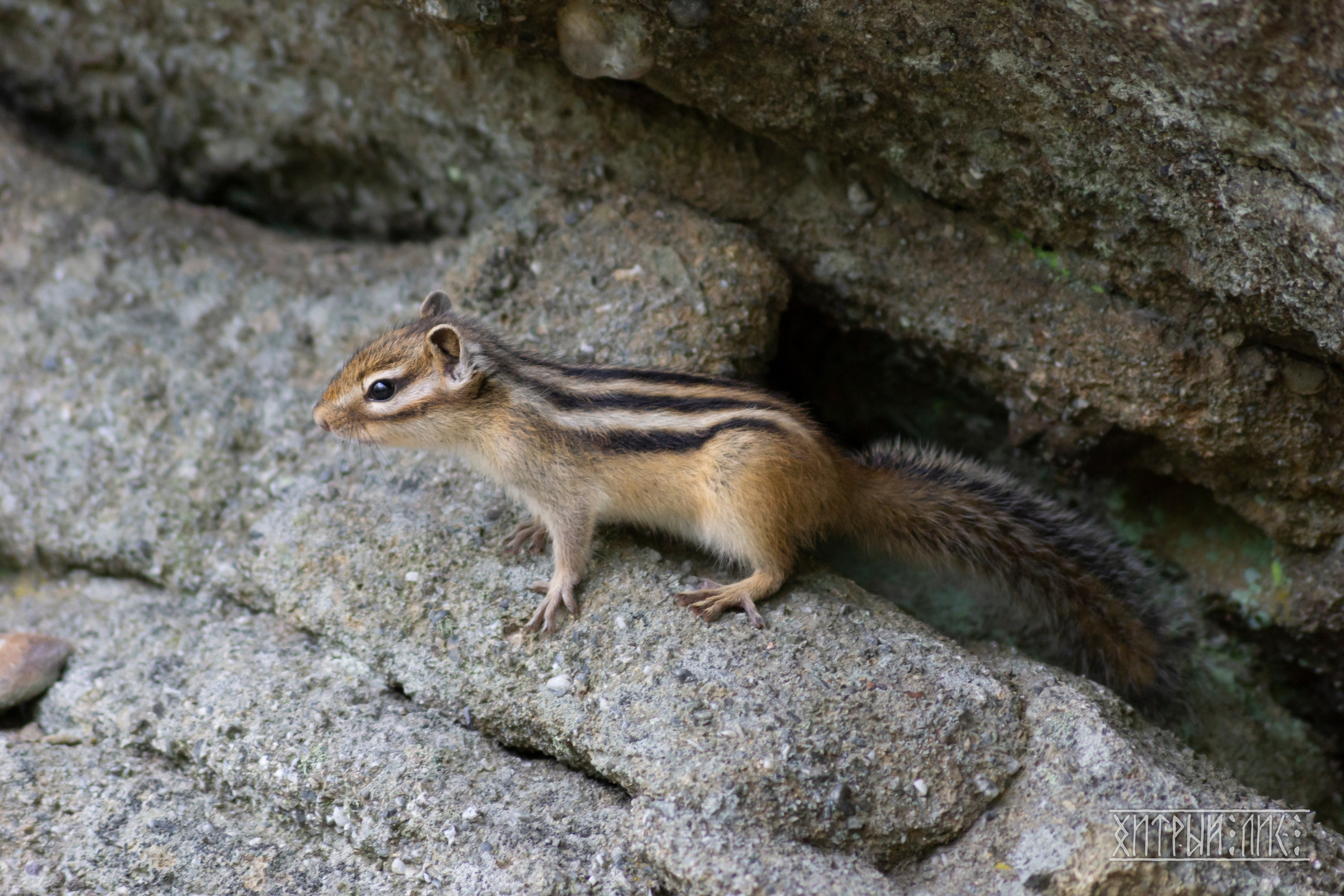 Сахалин. Фотограф-путешественник Самойлов Максим «Sly Fox»