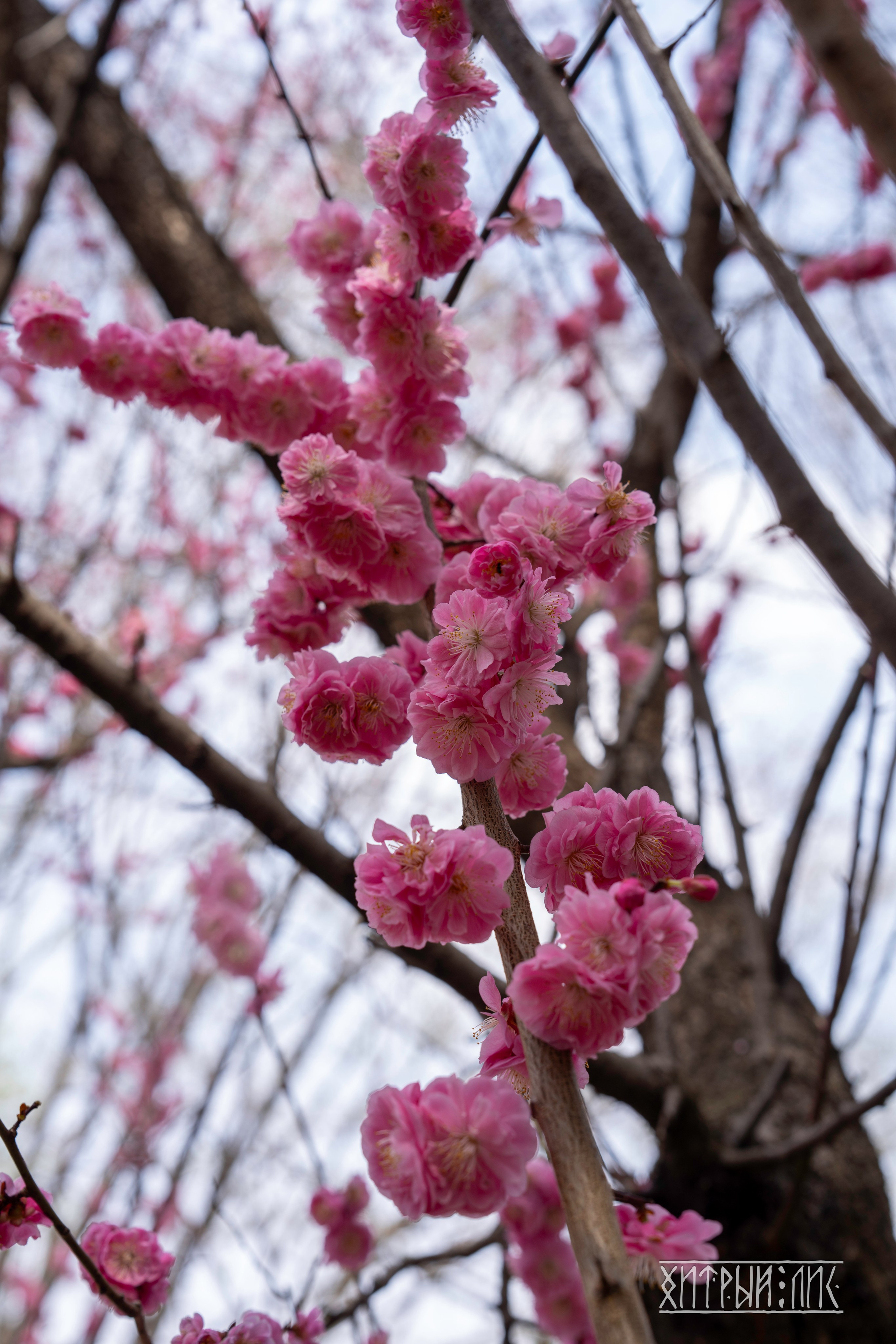 Южная Корея. Фотограф-путешественник Самойлов Максим «Sly Fox»