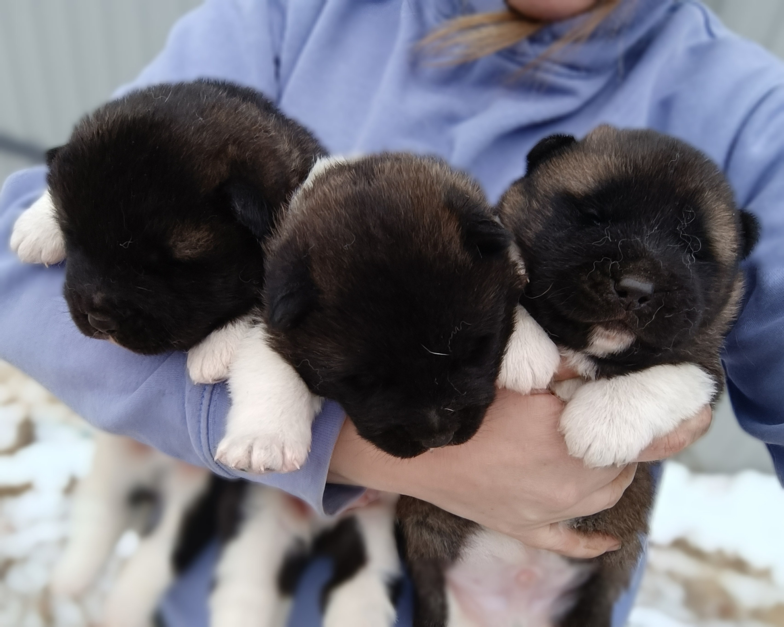 Американская акита  щенки питомник Санкт-Петербург клубные щенки Американская акита питомник RUBYLIGHT Рубилайт купить щенка американской акиты