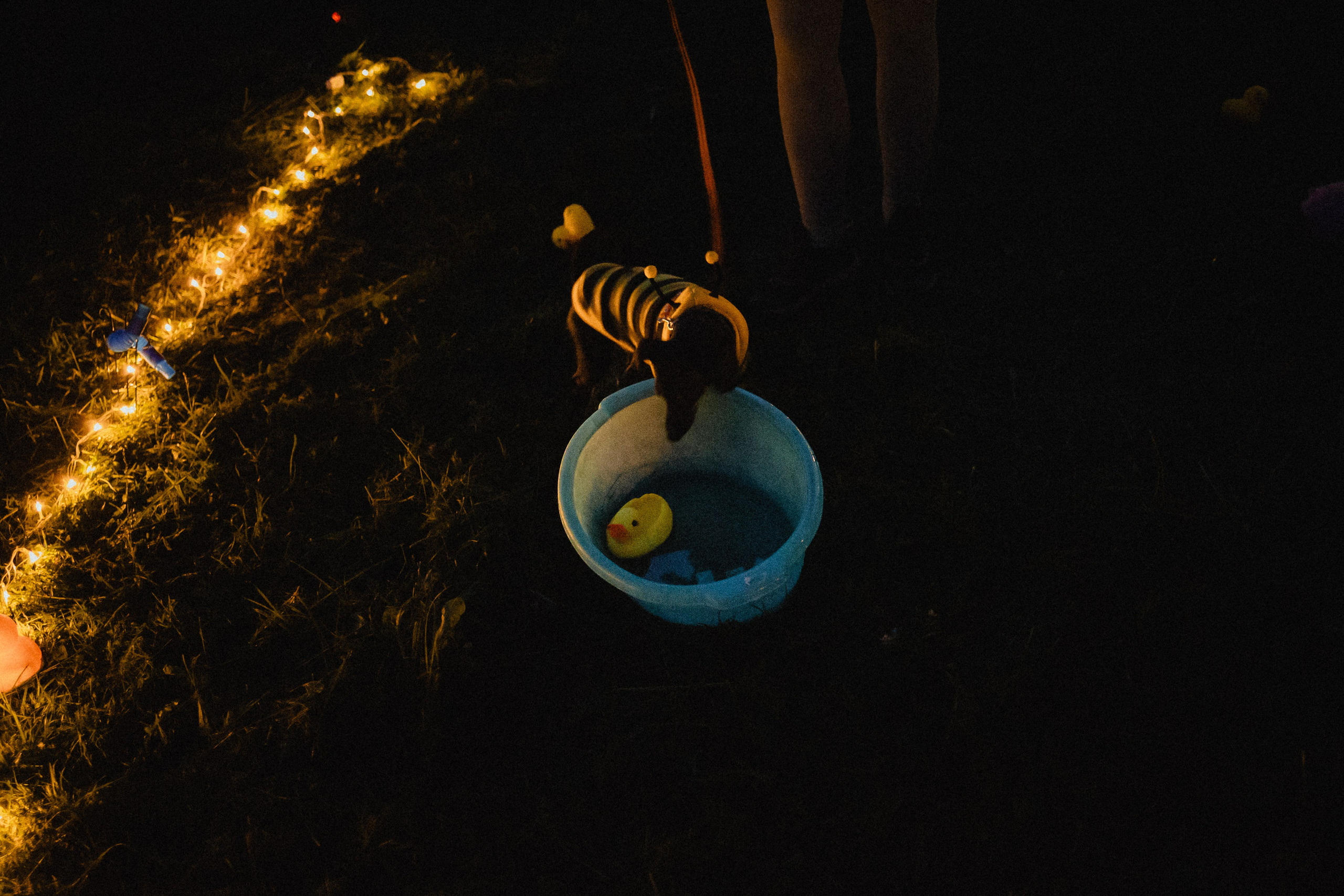 Выездной дог-тренинг от школы «Шерсть имею»