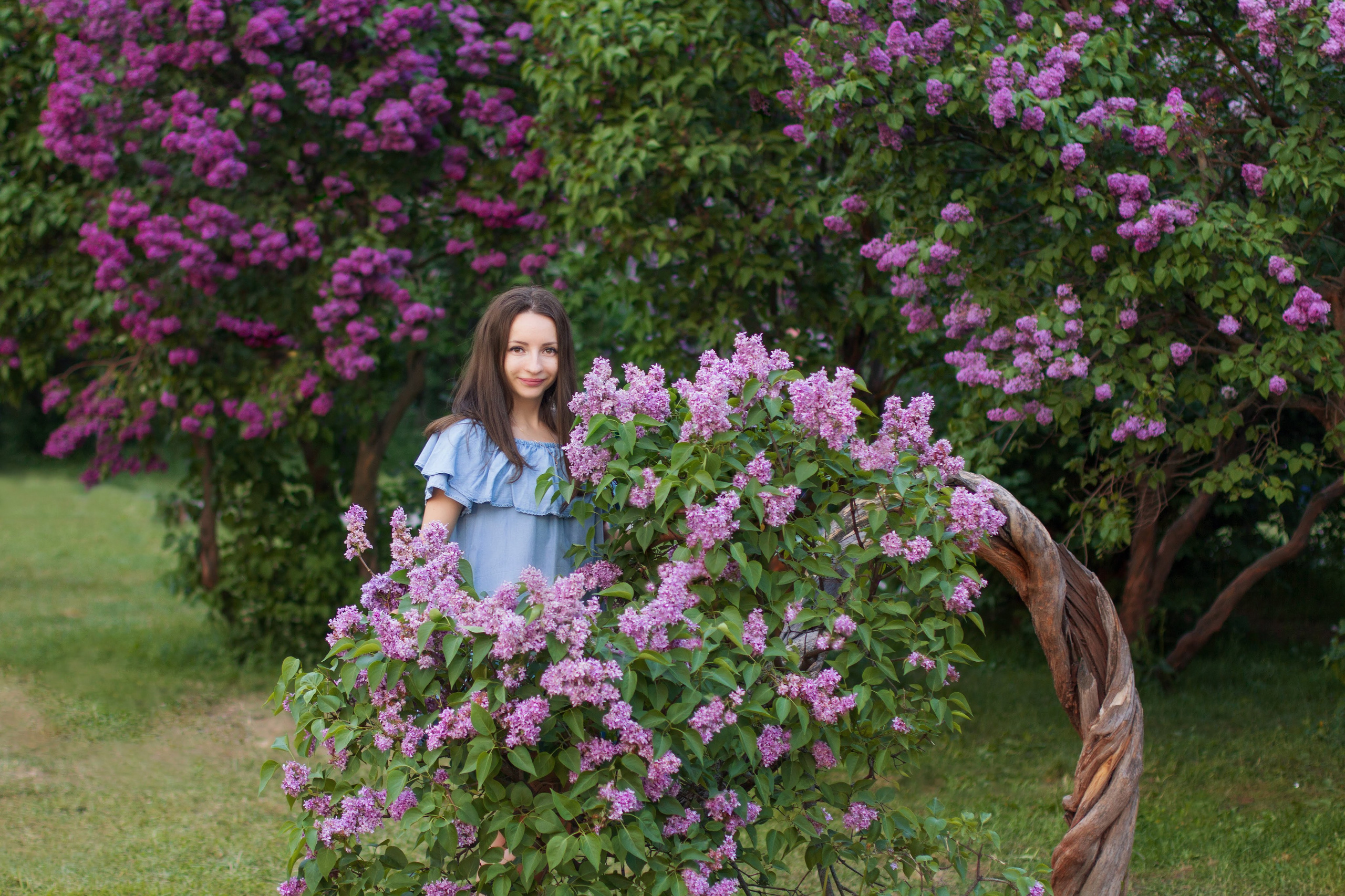 Сирень Колесникова