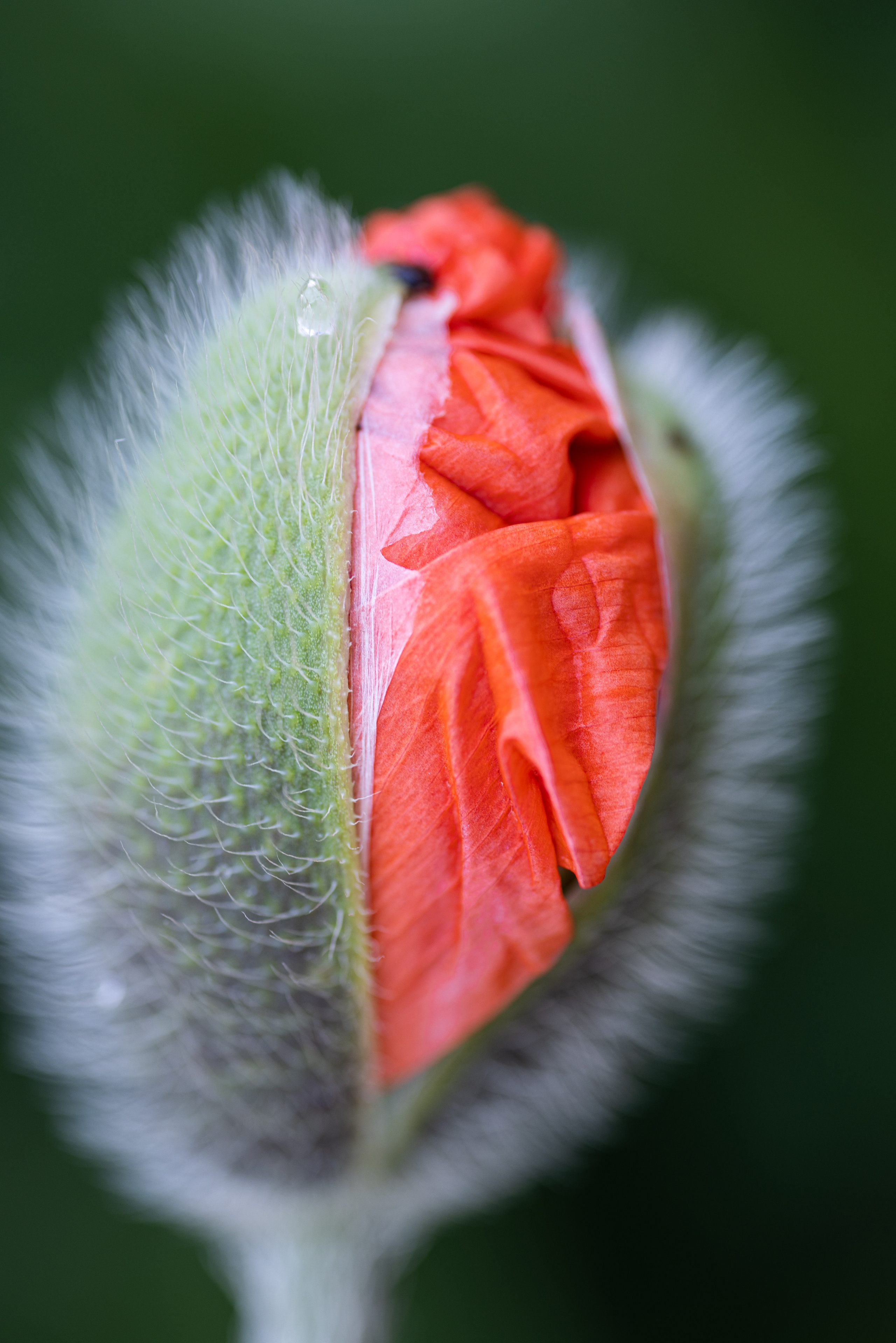 Macro. Фотограф на Юге России