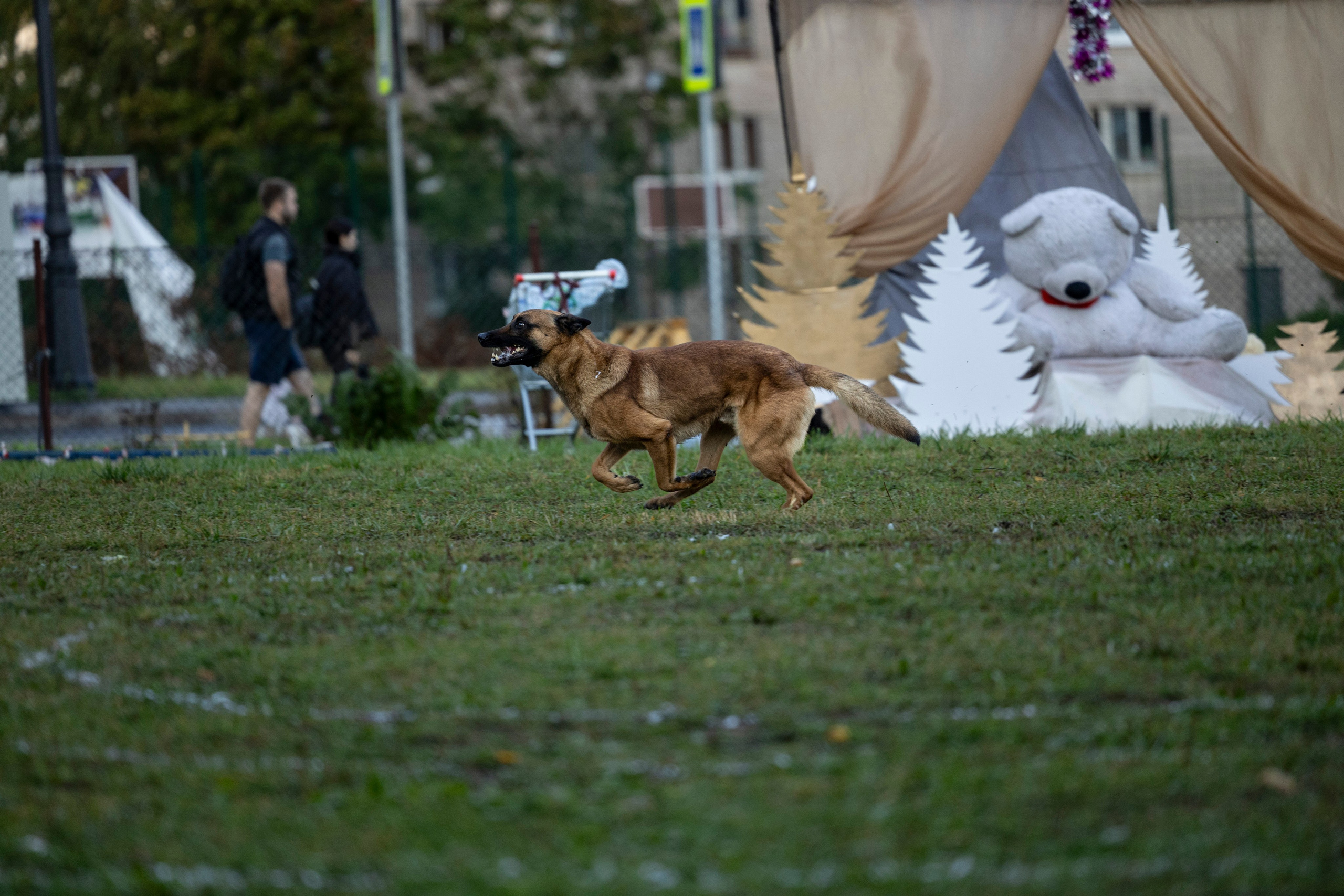 Испытания по Мондьорингу г. Пушкин. Фотограф-анималист Анна Маринич
