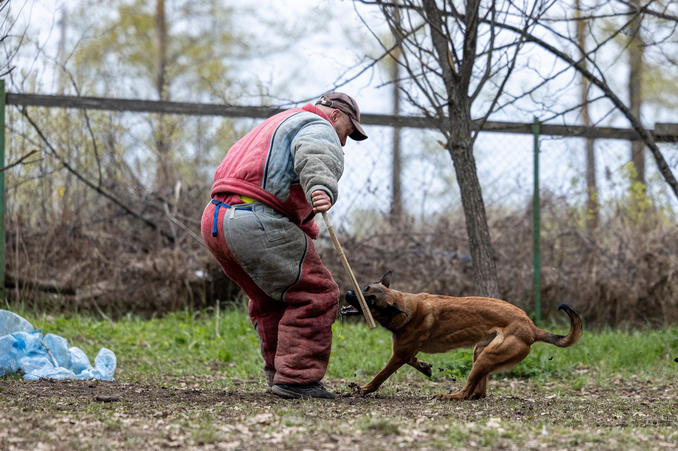 Квалификационные состязания по мондьорингу г. Вологда 11.05.24. Фотограф-анималист Анна Маринич
