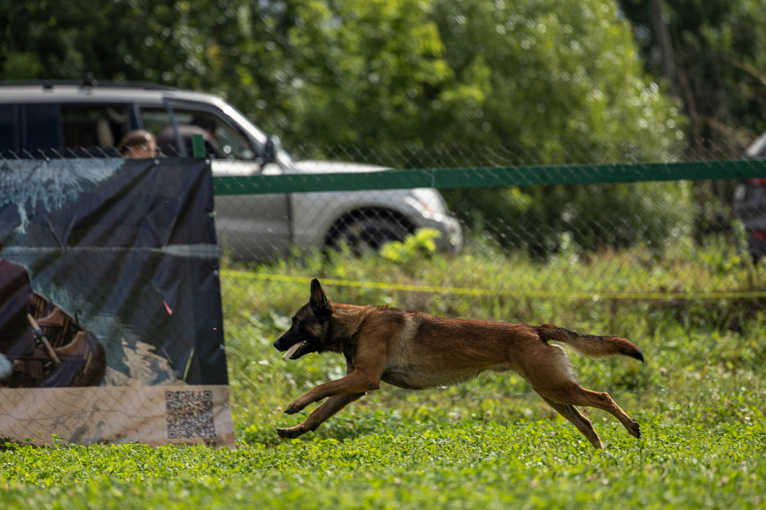 Соревнования по Мондьорингу г. Вологда 10-11.08.2024. Фотограф-анималист Анна Маринич