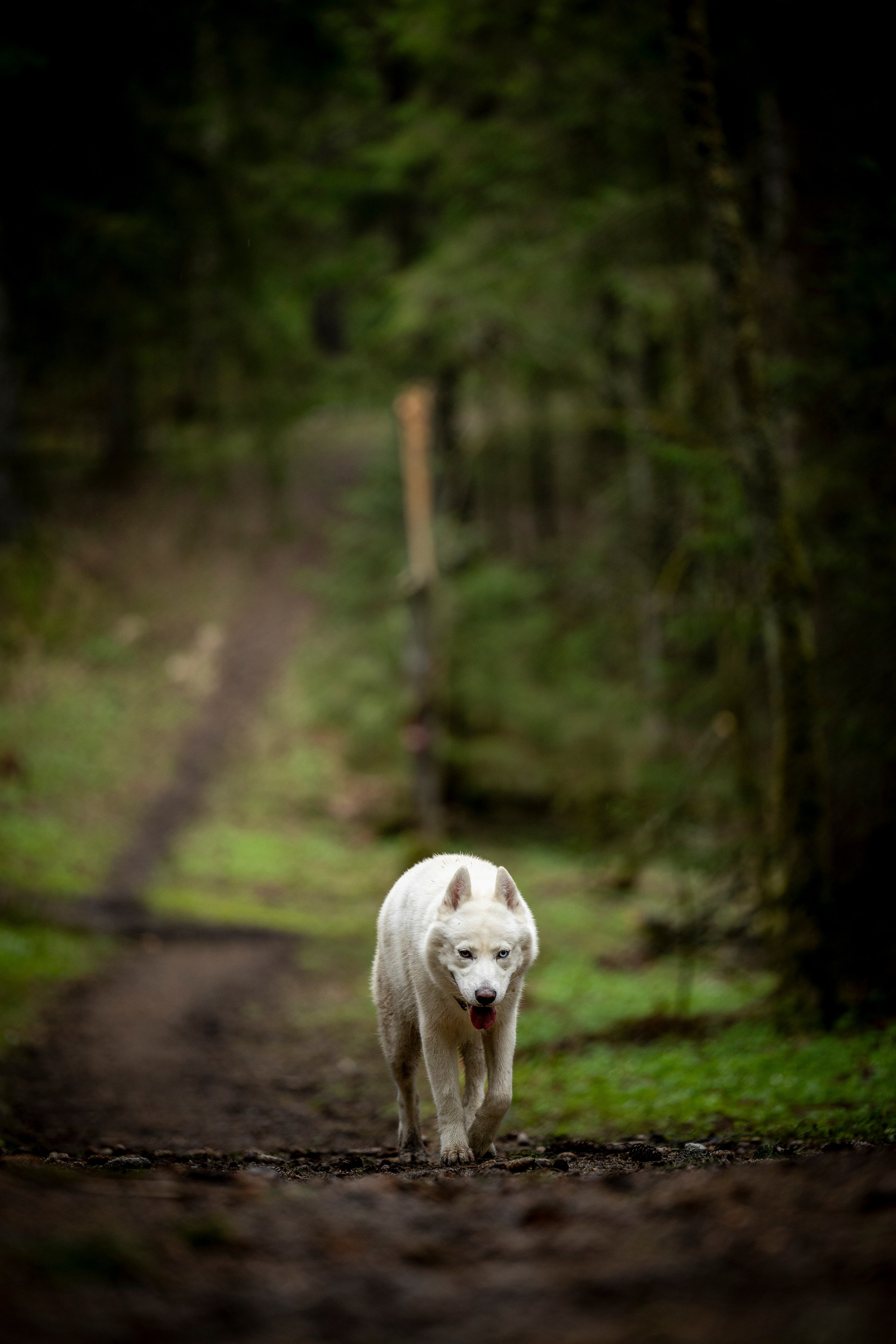 Миура. Фотограф-анималист Анна Маринич