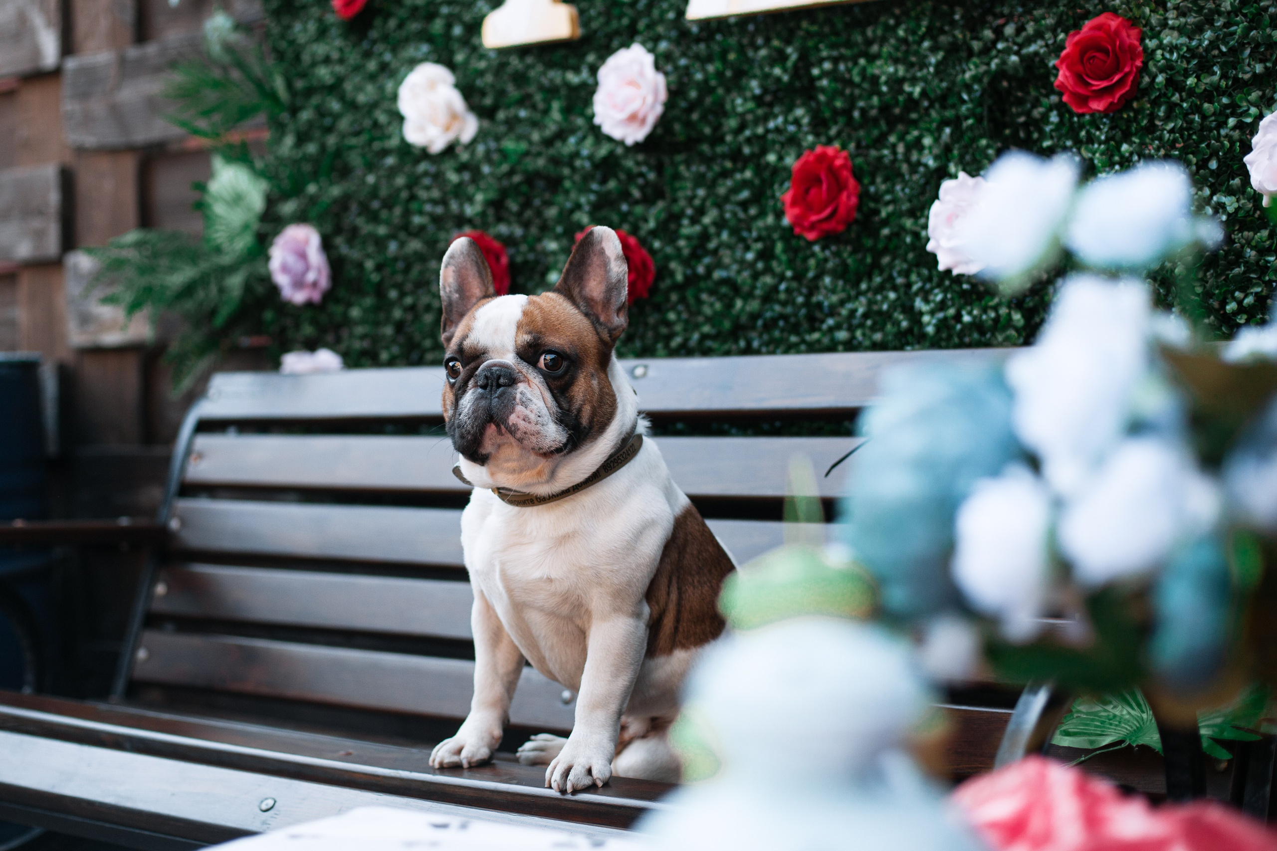 Бульбалл 23.04.2023. Фотограф-анималист Татьяна Степанова