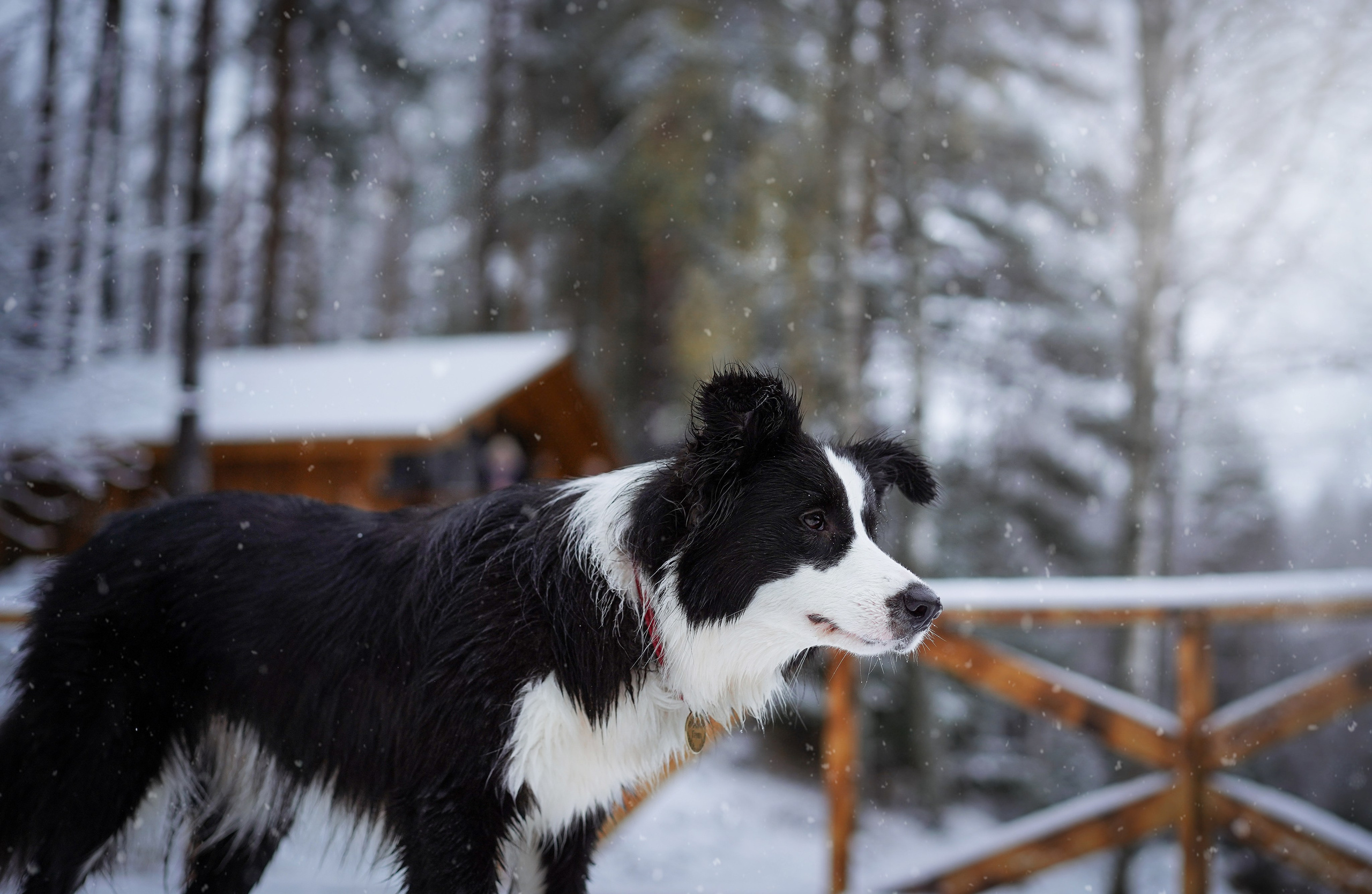 Юлия и Груша. Фотограф-анималист в Санкт-Петербурге Яна Мартынова