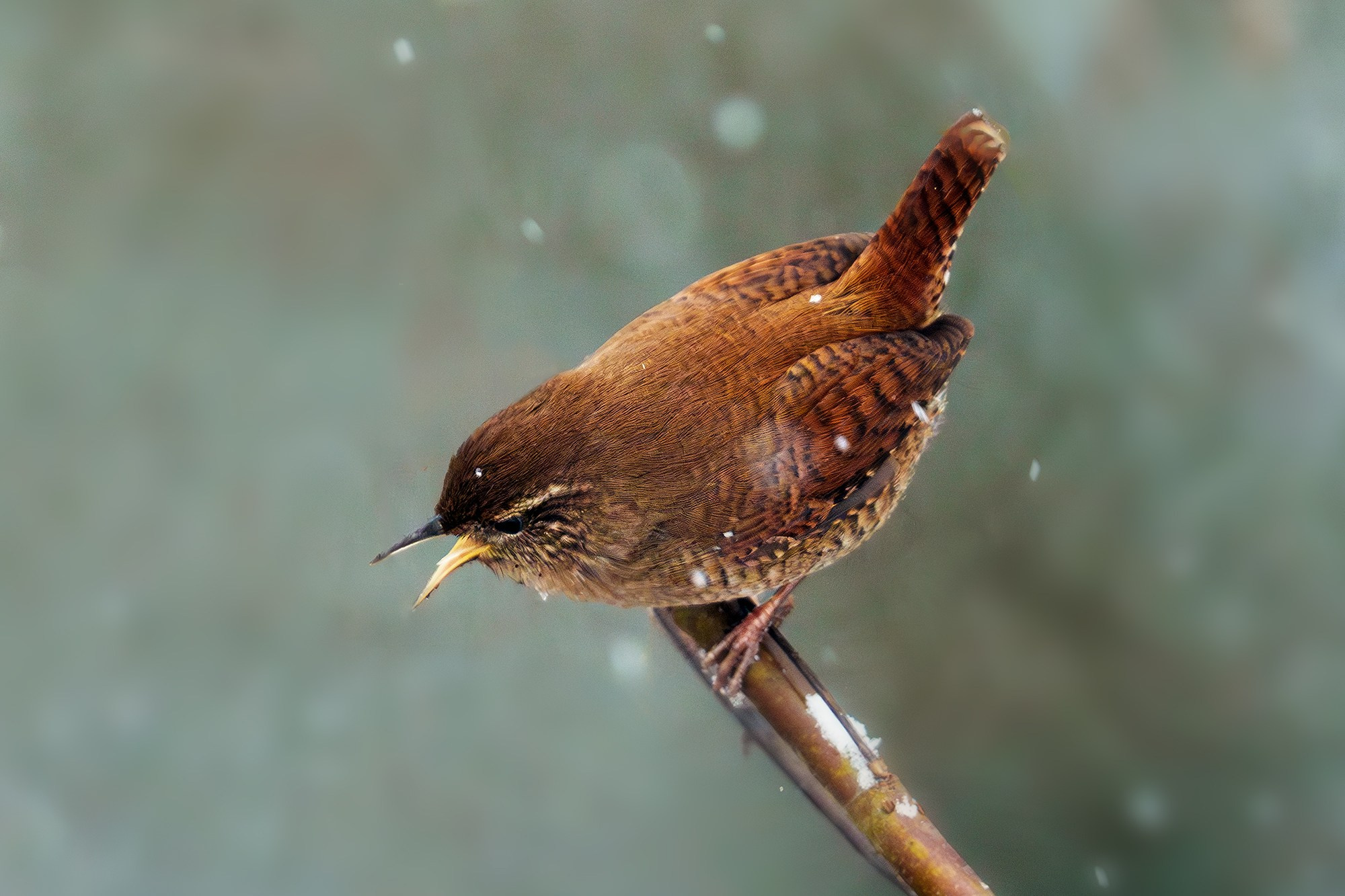 Удивительные мир птиц. Вокруг нас столько прекрасного — присмотритесь!. Ваш личный фотограф Марина Волкова