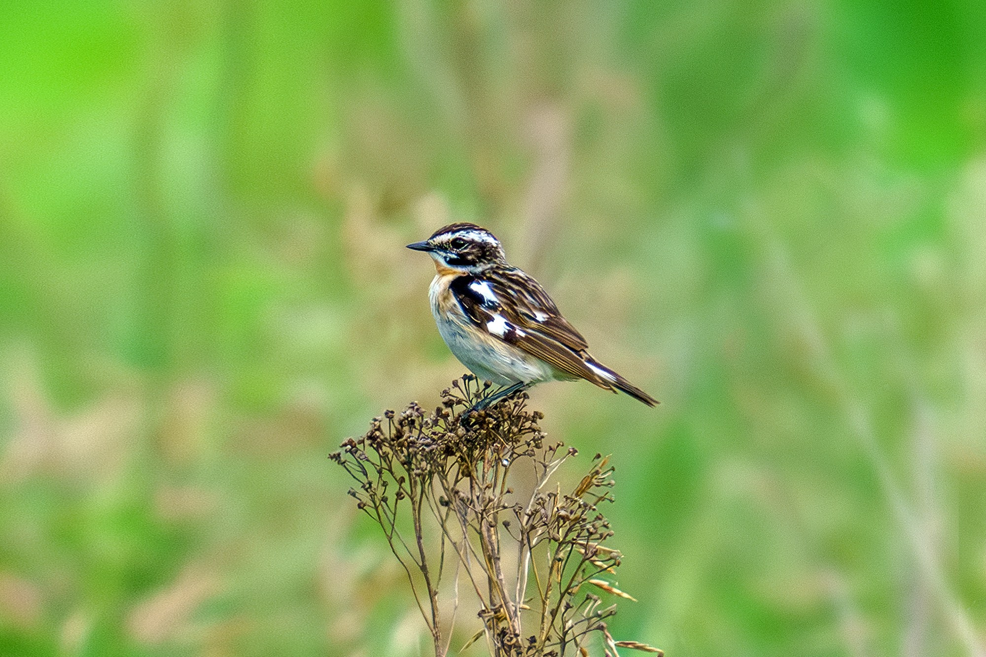 Удивительные мир птиц. Вокруг нас столько прекрасного — присмотритесь!. Ваш личный фотограф Марина Волкова