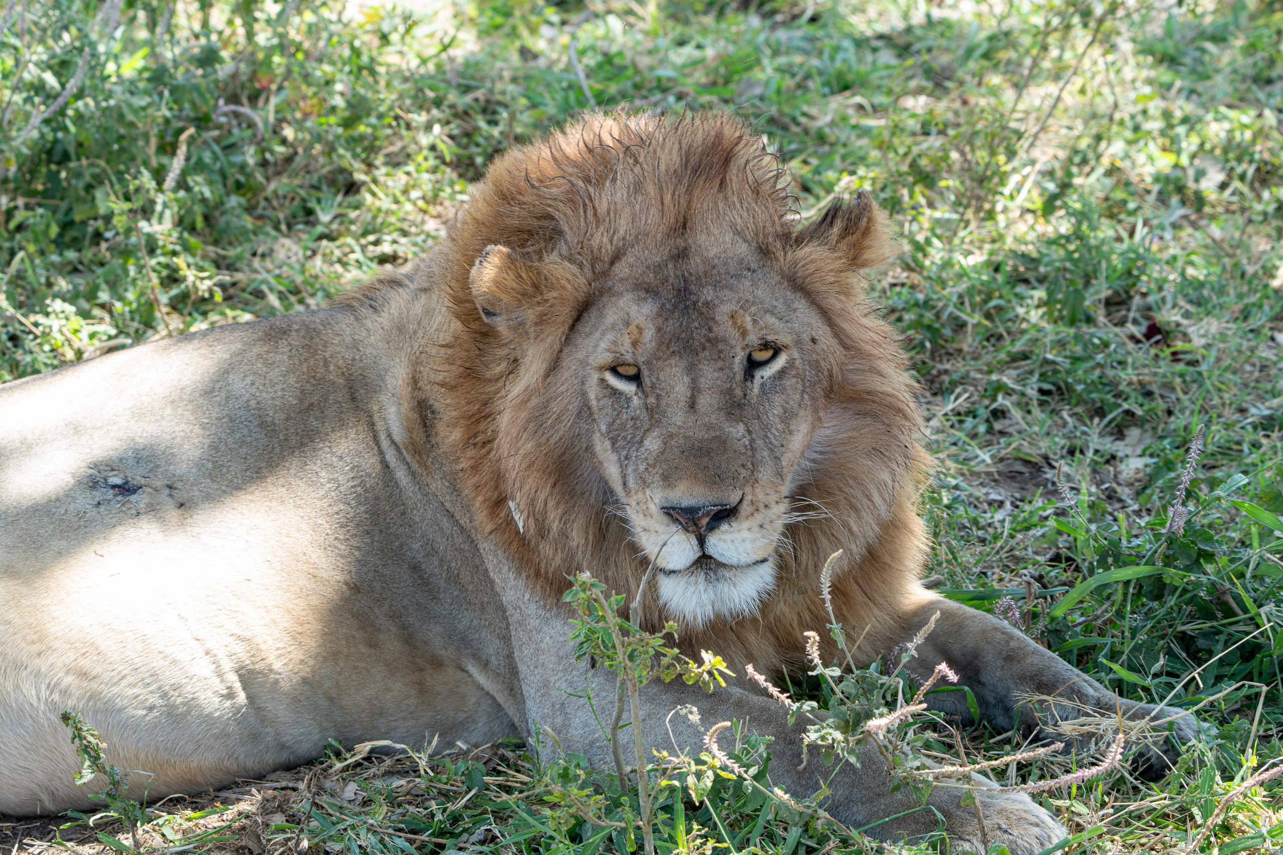 Танзания, сафари, 2025. Творческие сьемки