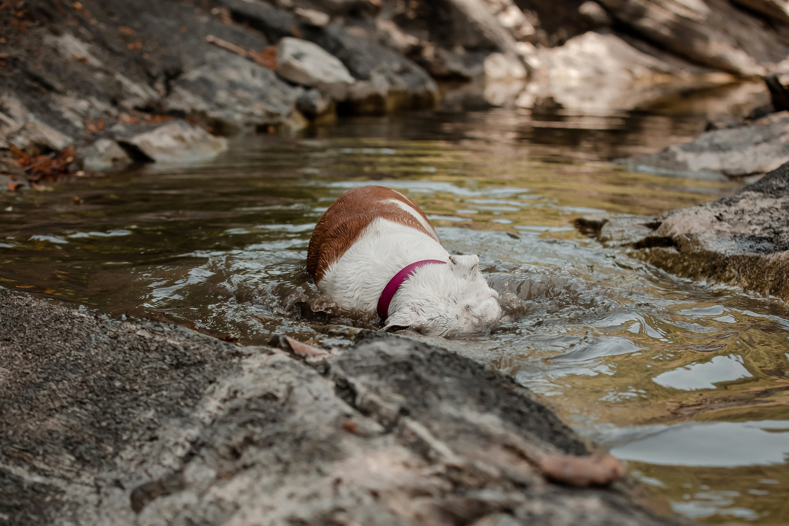 Фотосессия английского бульдога на речке. Фотограф-анималист в Краснодаре Маша Мельникова