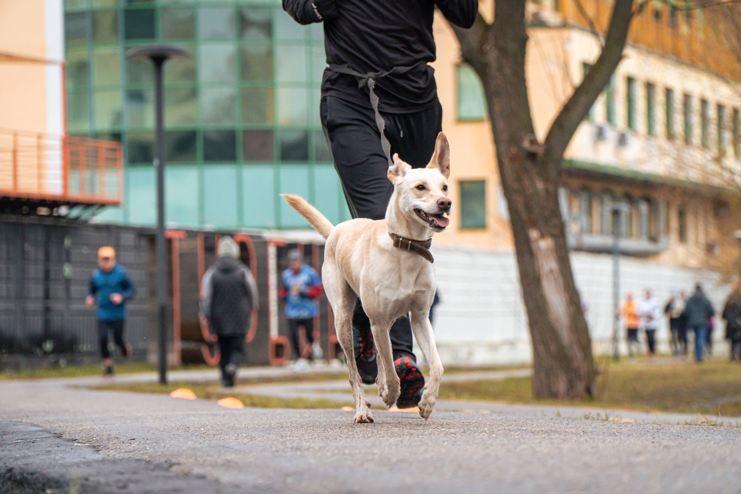 5 вёрст Реутов 16.11.2024. Роман Капилюшов. Бег. Фото. Видео. г. Люберцы