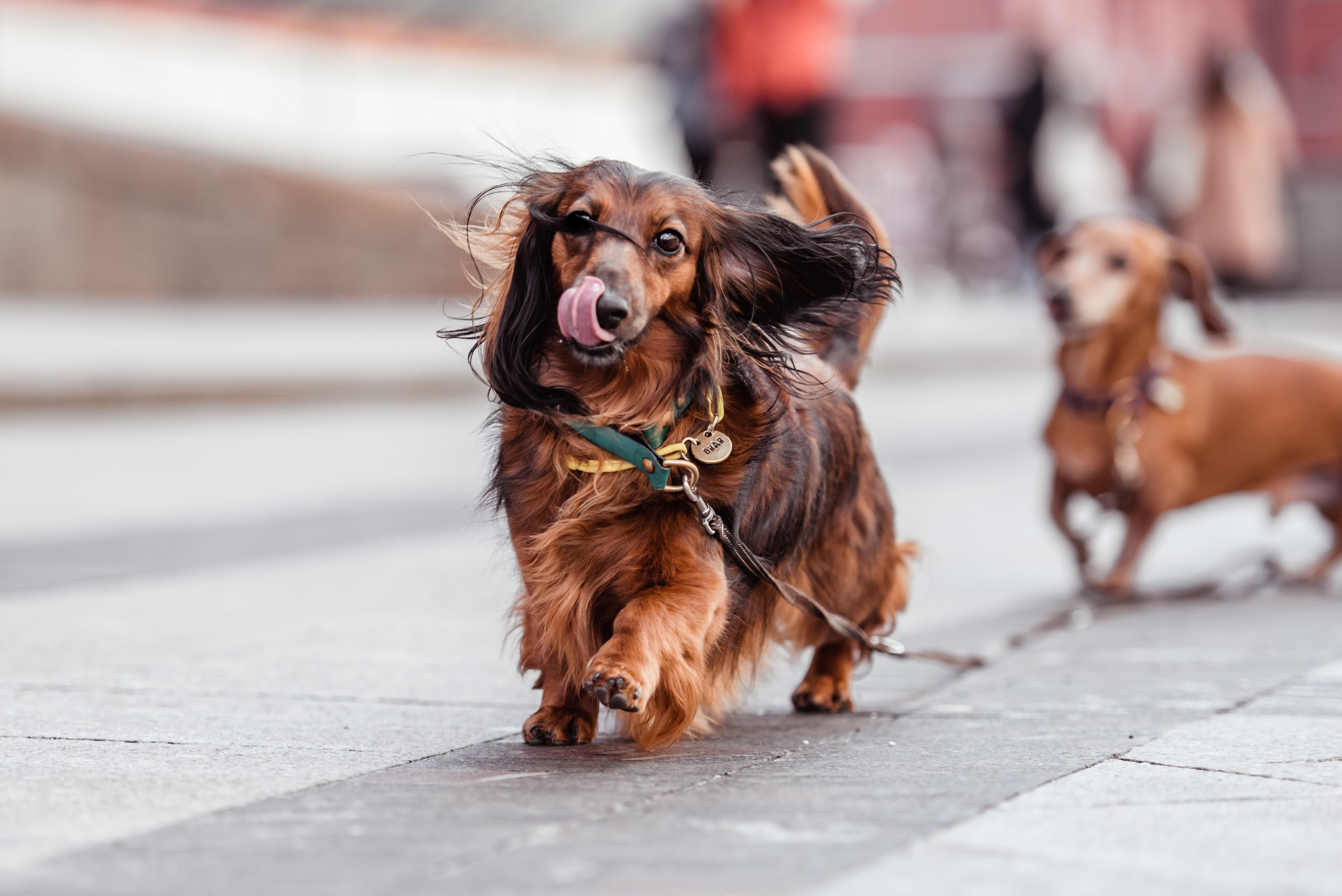 Таксы на Красной площади. Семейный Фотограф в Москве Ирина Хохлова