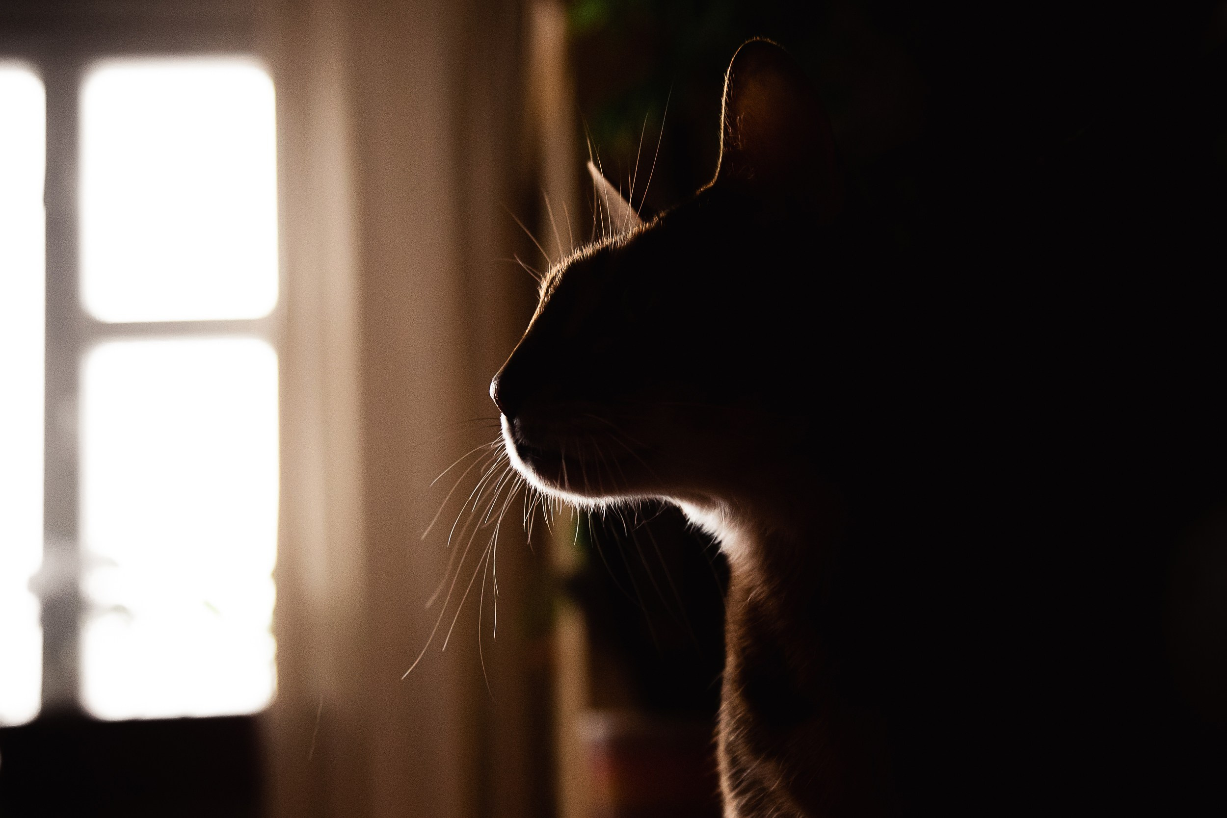 Квартира с картинами. Алиса, Андрей и их пушистая семья. Семейный Фотограф в Москве Ирина Хохлова