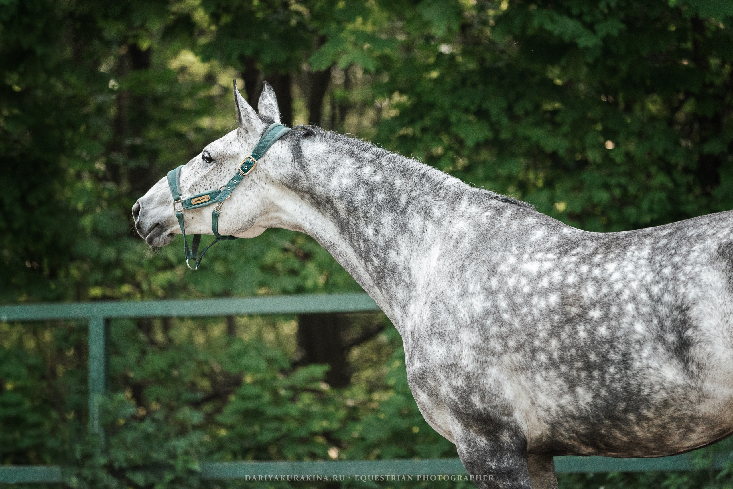 КСПХ «ЮНА», Зелёновое. Конный фотограф Куракина Дарья • Фотосессии с лошадьми