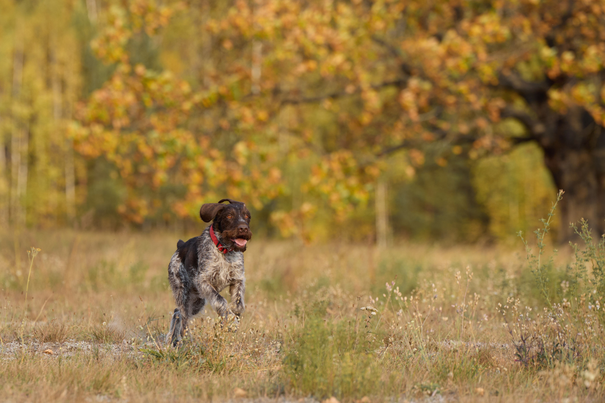 Семейная история. Фотограф анималист в Казани Алина Сулейманова. Фотограф животных