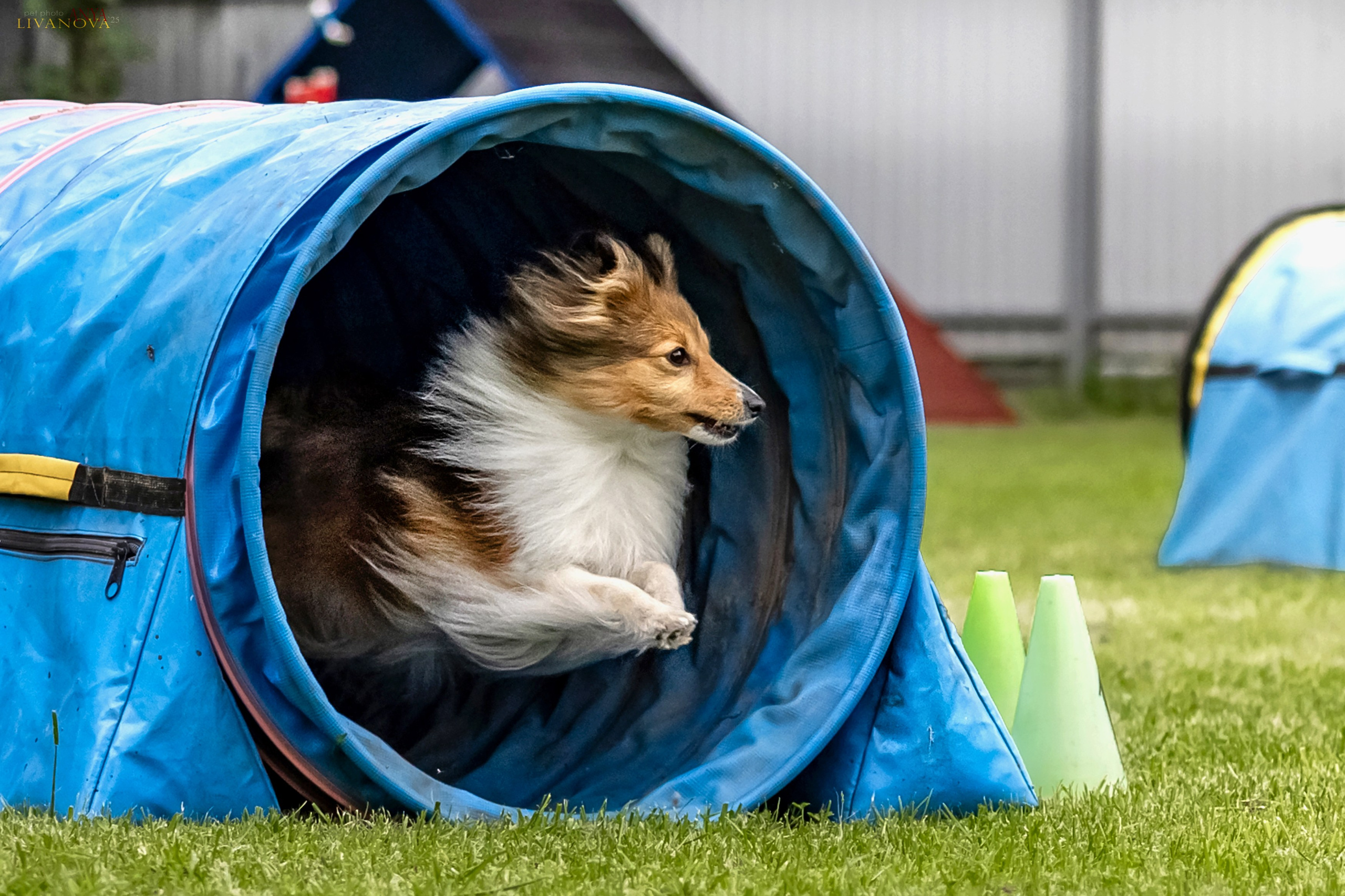 Аджилити Рыбинск. Фотограф анималист Аня Ливанова | Рыбинск