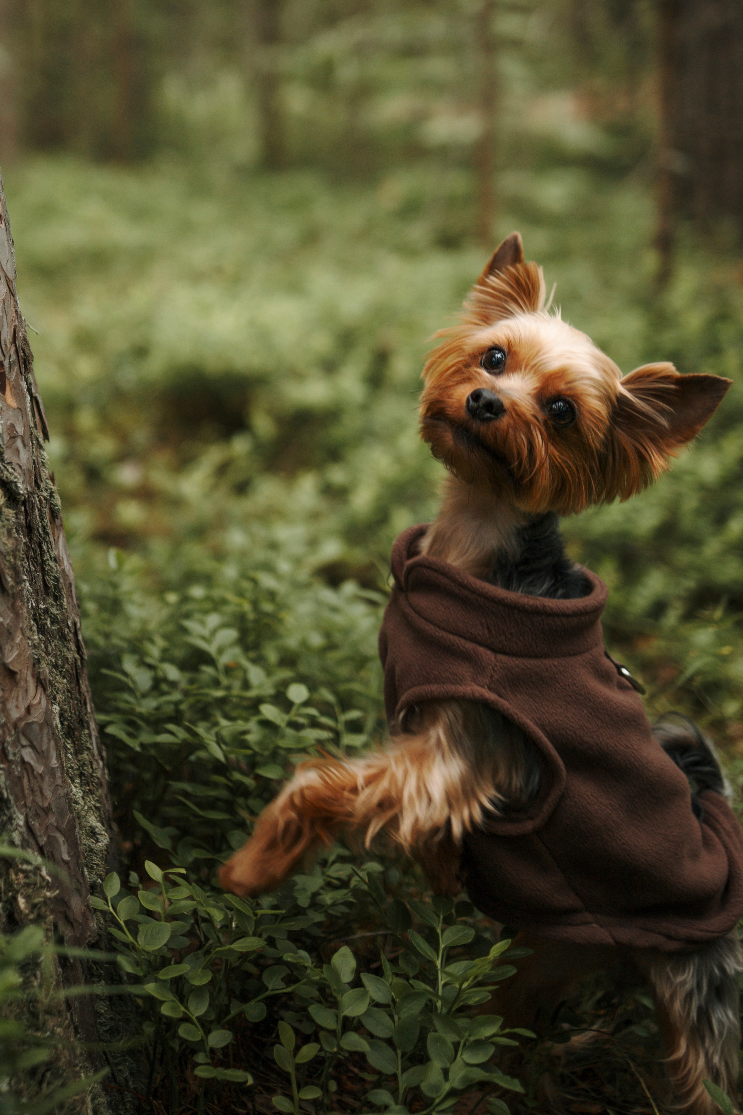День из жизни Чуи и его семьи. Фотограф-анималист в Санкт-Петеребурге Титова Алиса