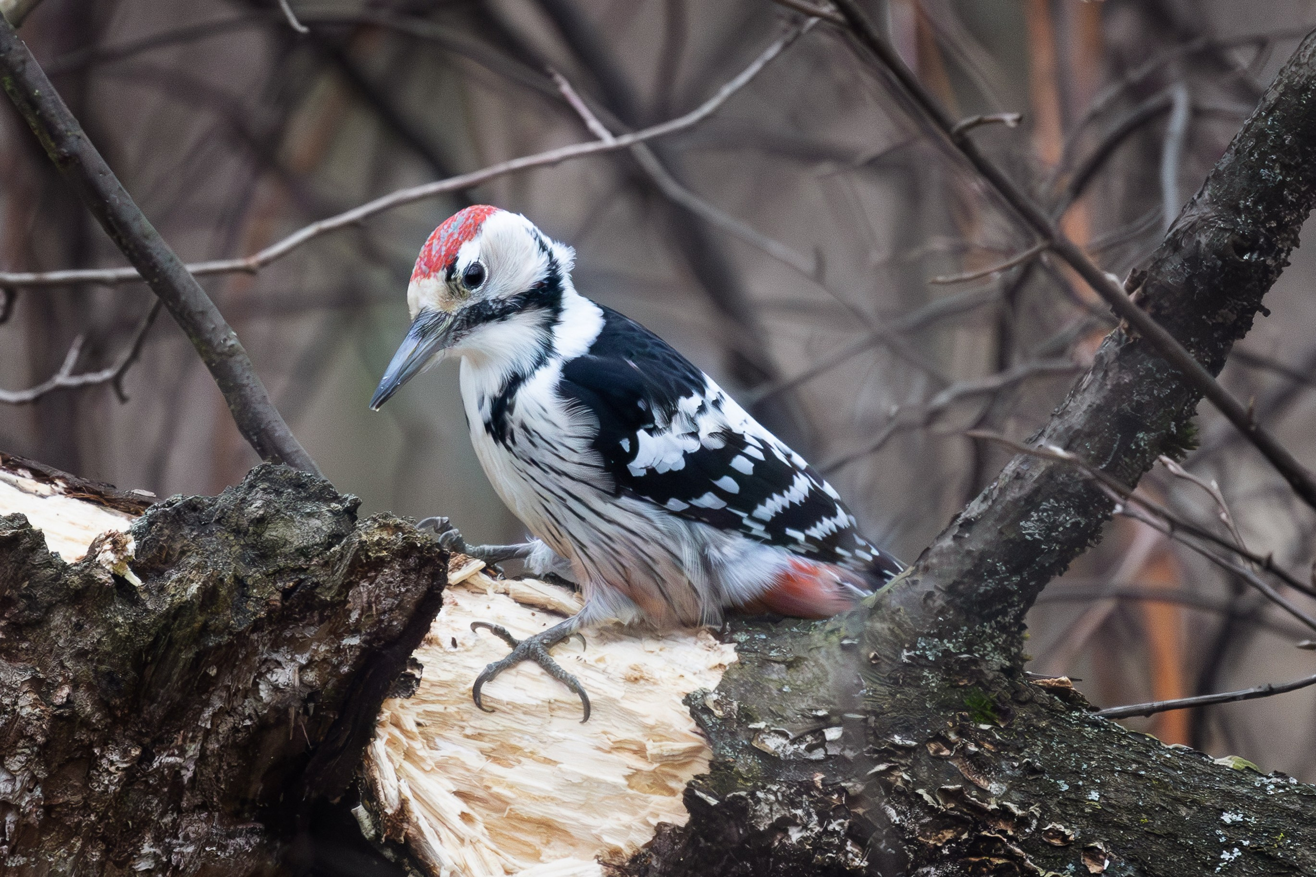 Белоспинный дятел, р. Гжелка в районе д. Григорово. Снято на Canon EOS R8, RF 600 mm f11.