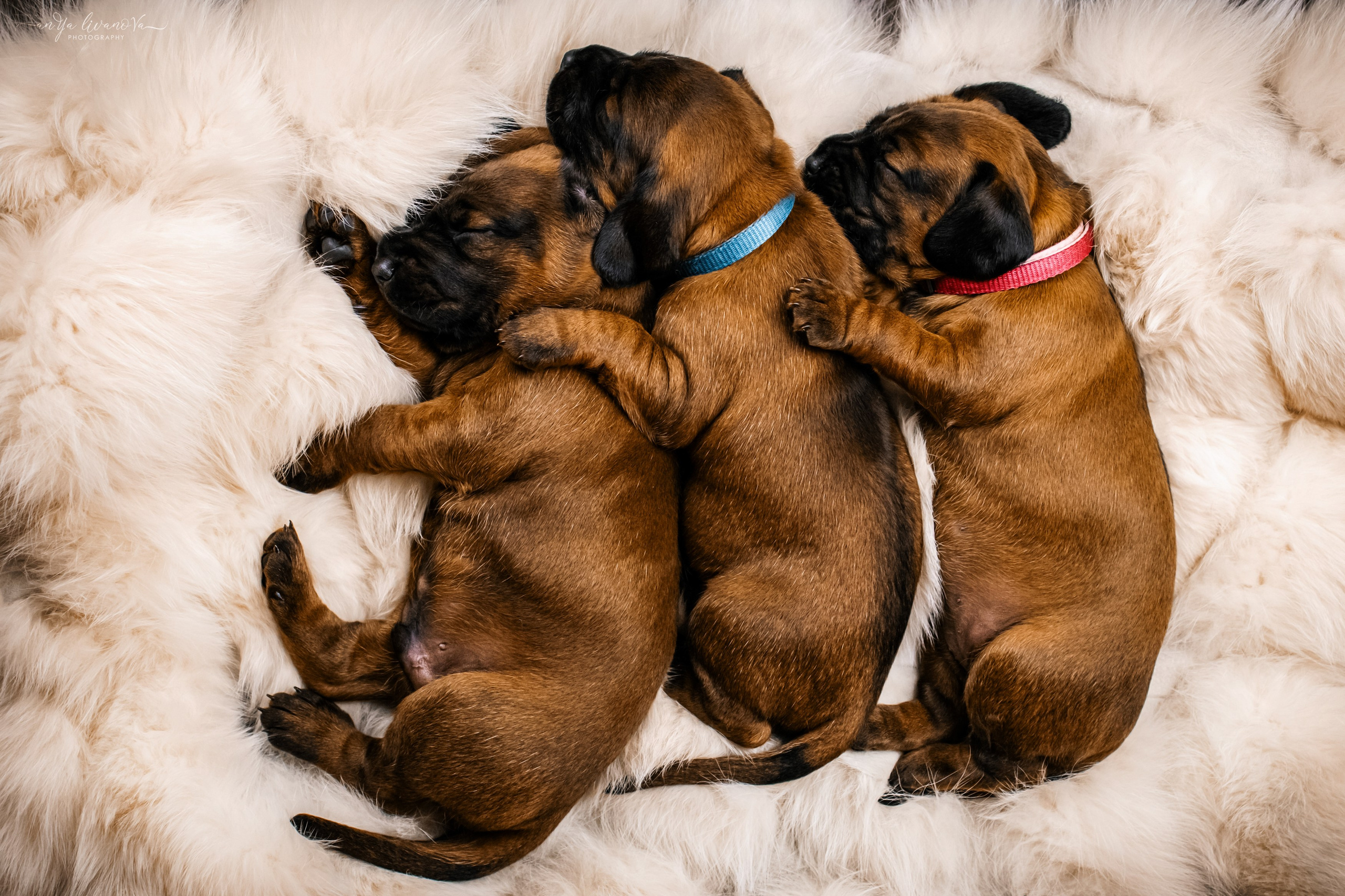 Баварчики. Фотограф анималист Аня Ливанова | Рыбинск