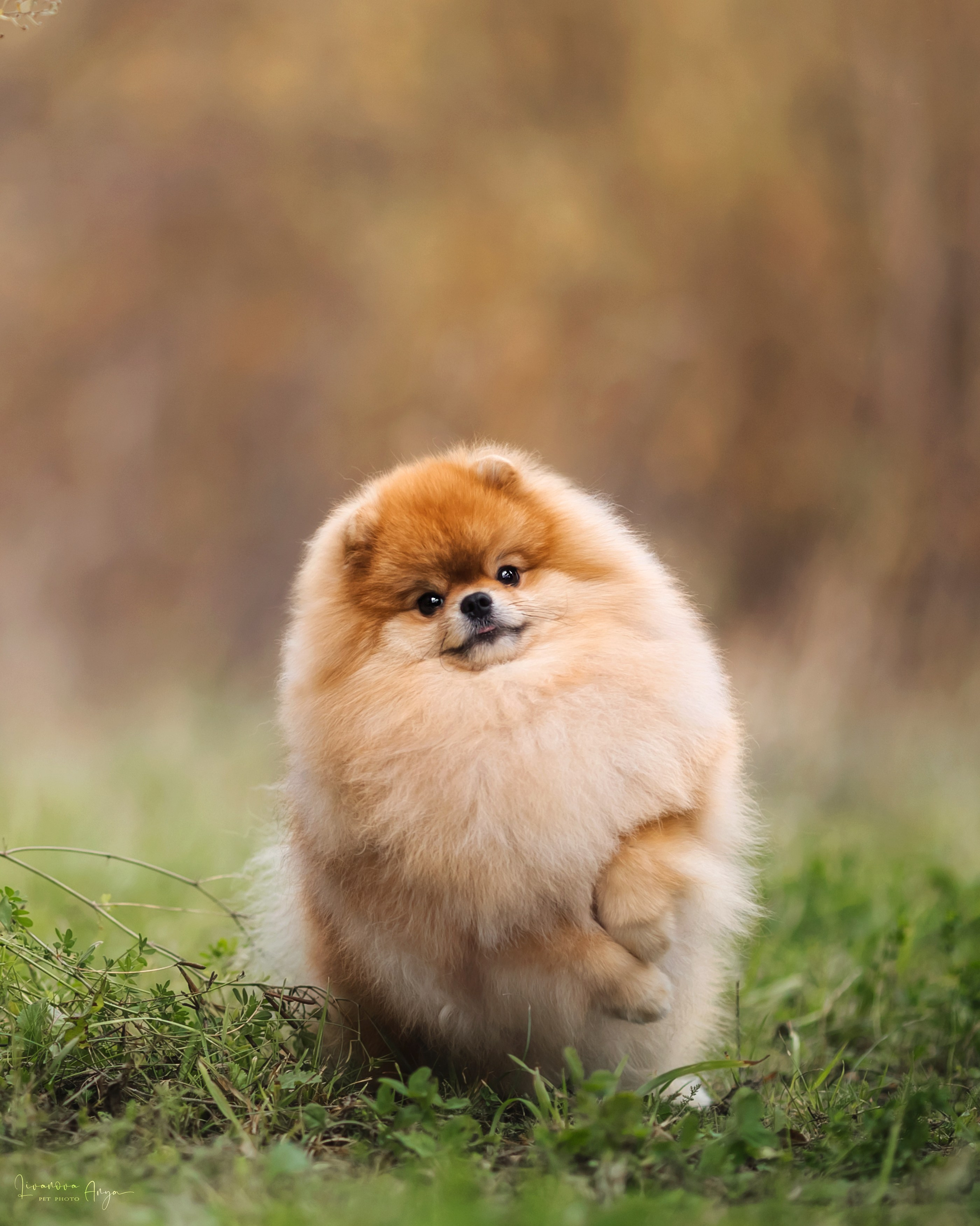 Шпицы и чихуахуа. Фотограф анималист Аня Ливанова | Рыбинск