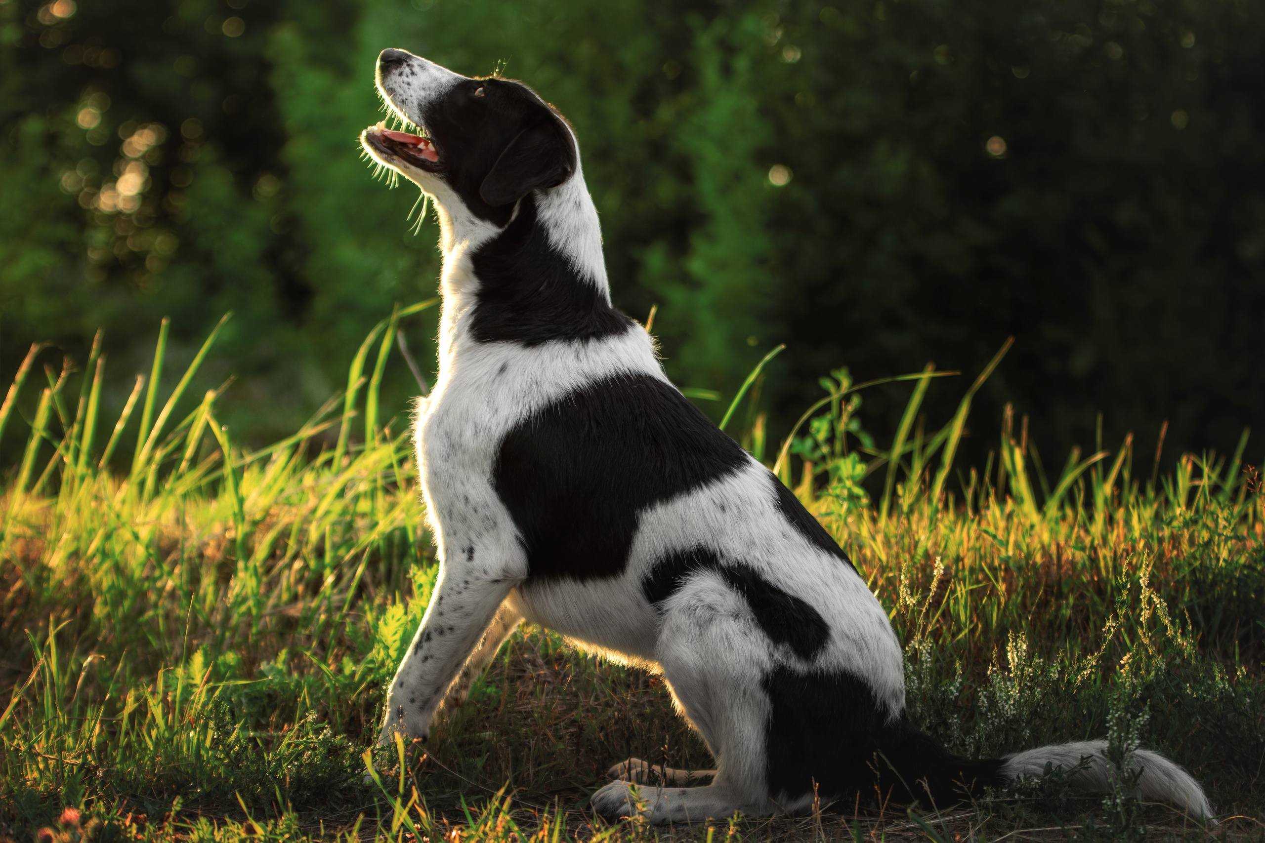 Фотопрогулка в переменчивую питерскую погоду с Луной. Фотограф-анималист Юлия Зубкова