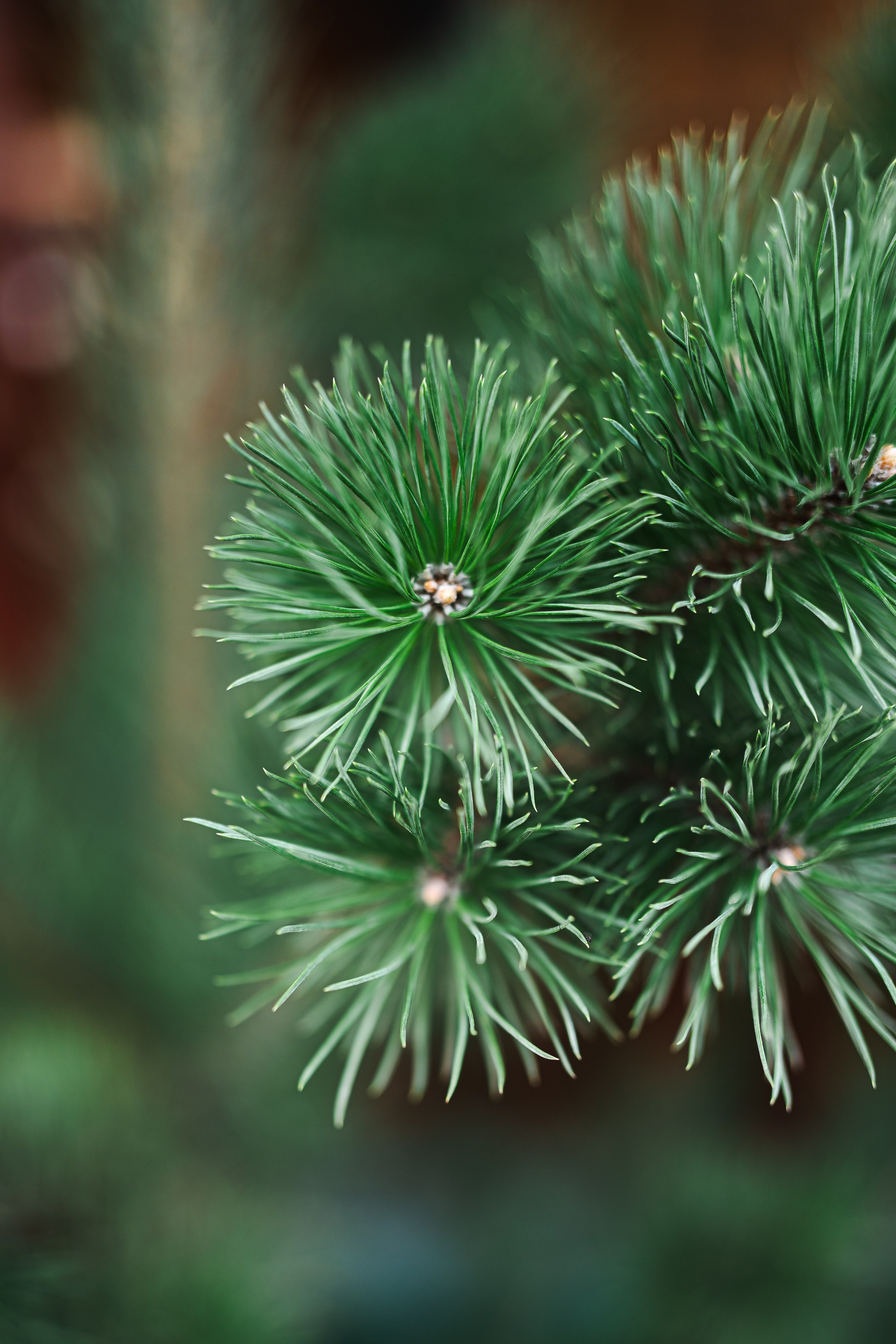 Королевские бани. Фотограф Хабаровск