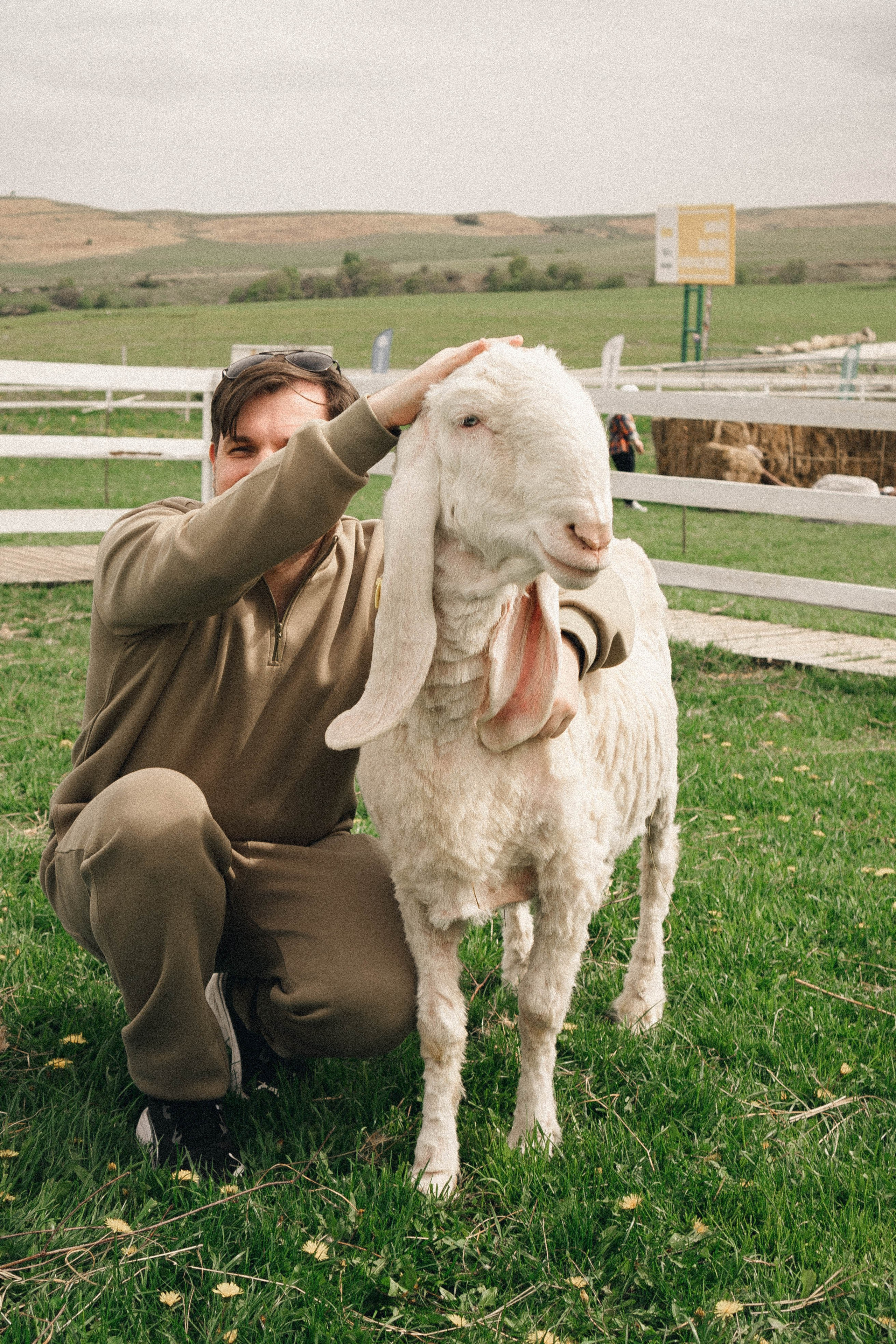 Ферма Альпак. Профессиональный фотограф, Санкт-Петербург — Виктория Богомолова