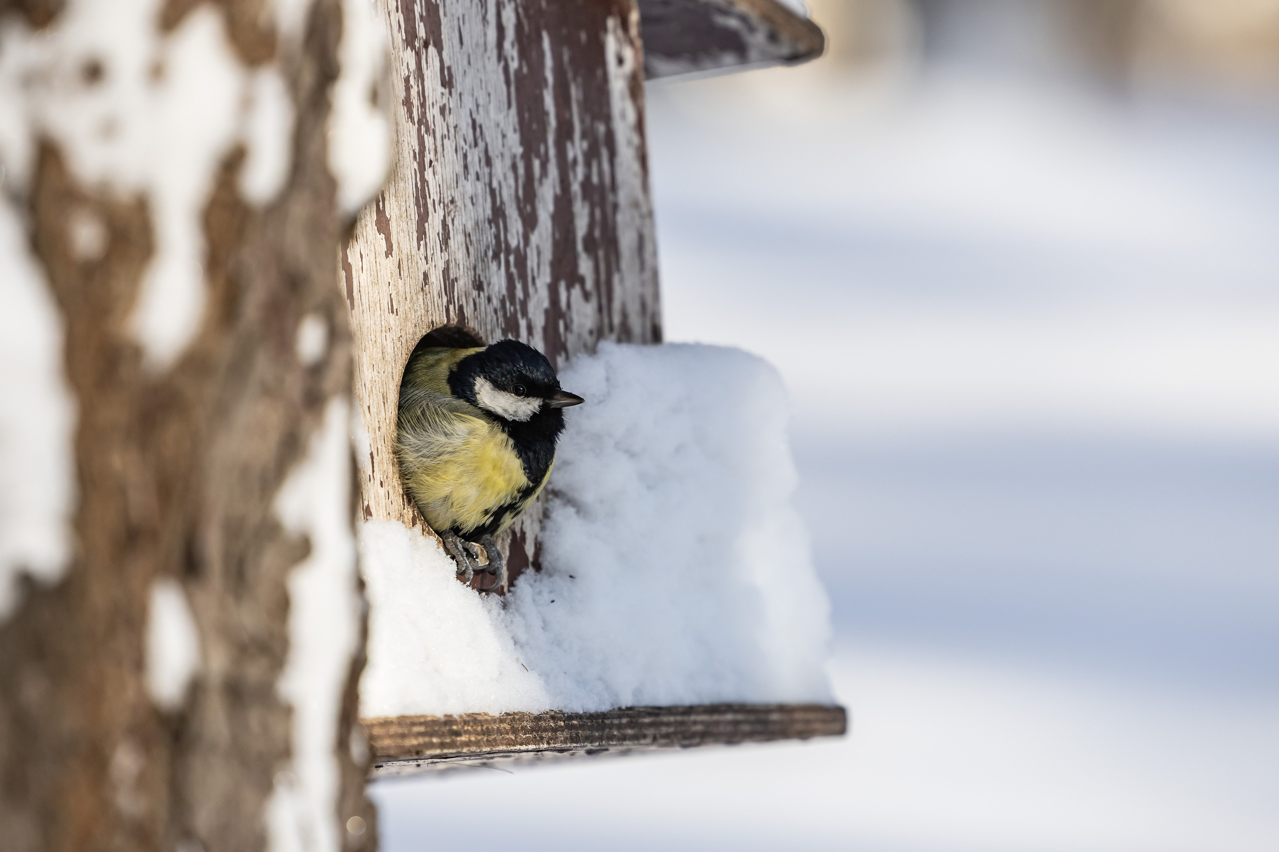 Природа. Фотограф Владимир Охрименко