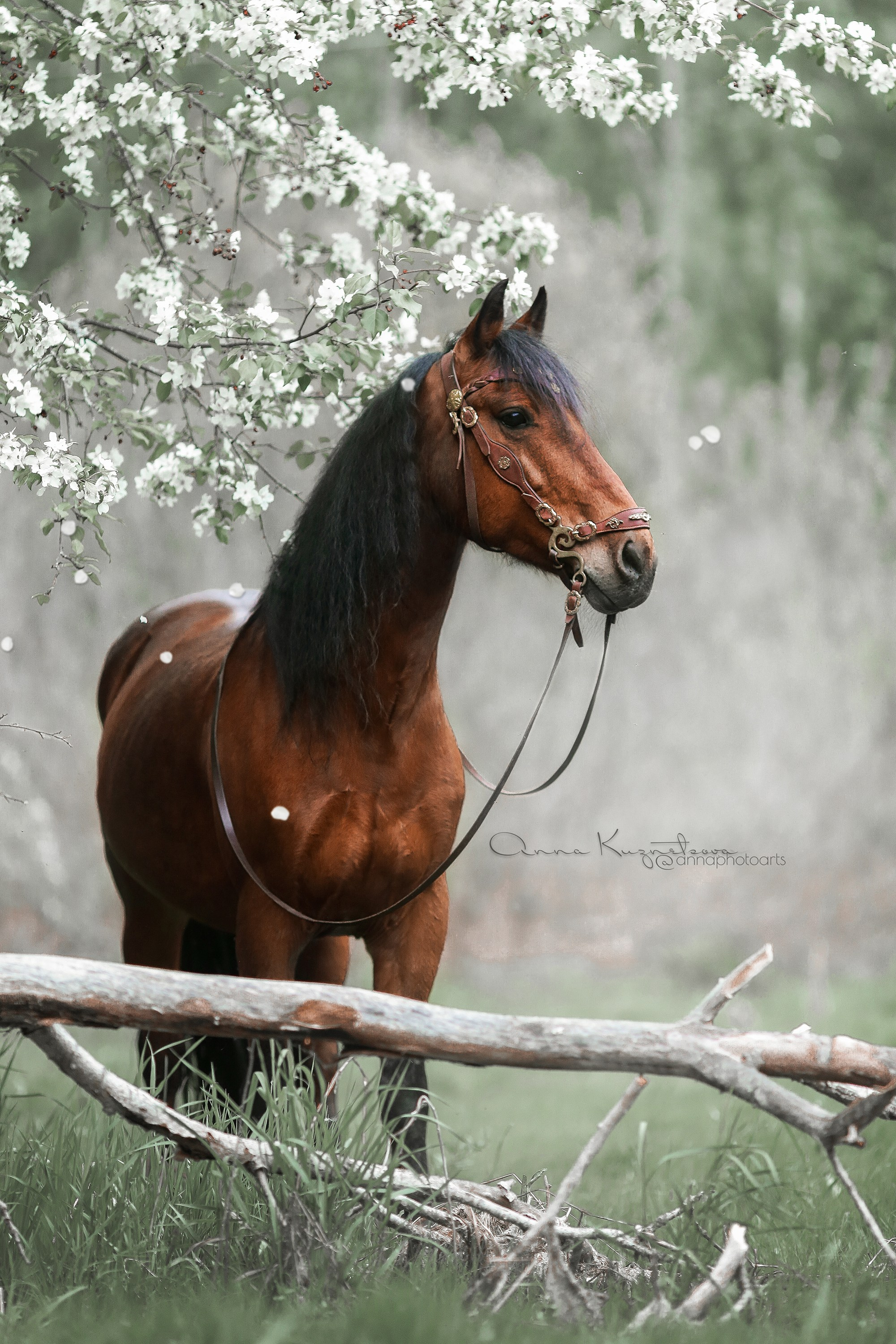 Для фотографов. Анна Молчанова конный фотограф в Тюмени | фотосессии с лошадьми Тюмень