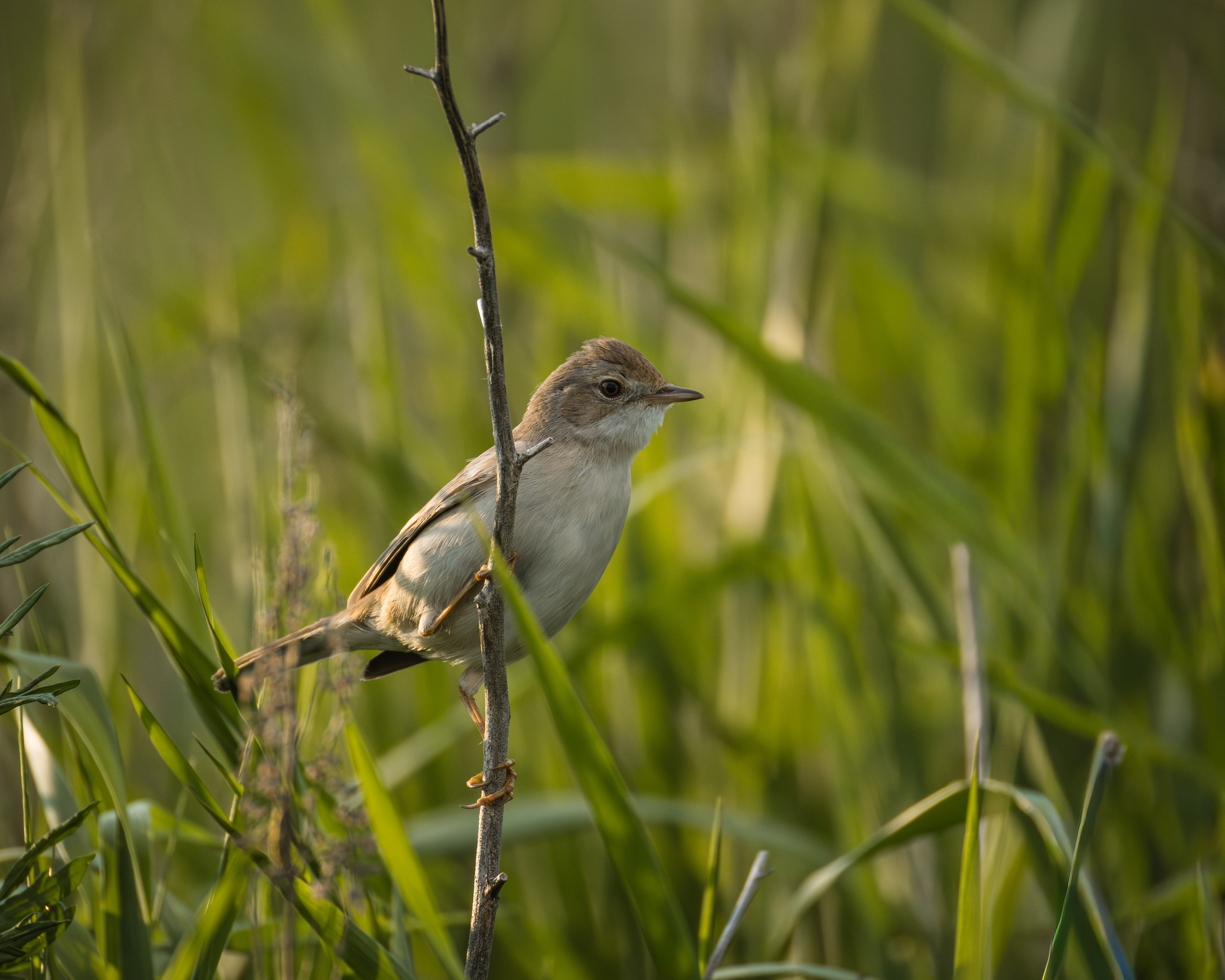 Voronezh 2026. Anton Chernov | Wildlife photographer