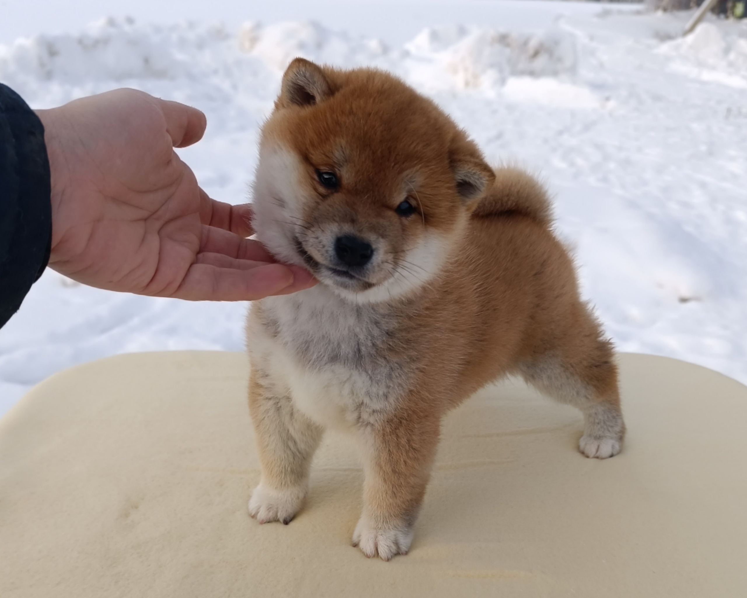 сиба питомник Рубилайт щенки на продажу rubylight  сиба щенки купить СПб Санкт-Петербург 